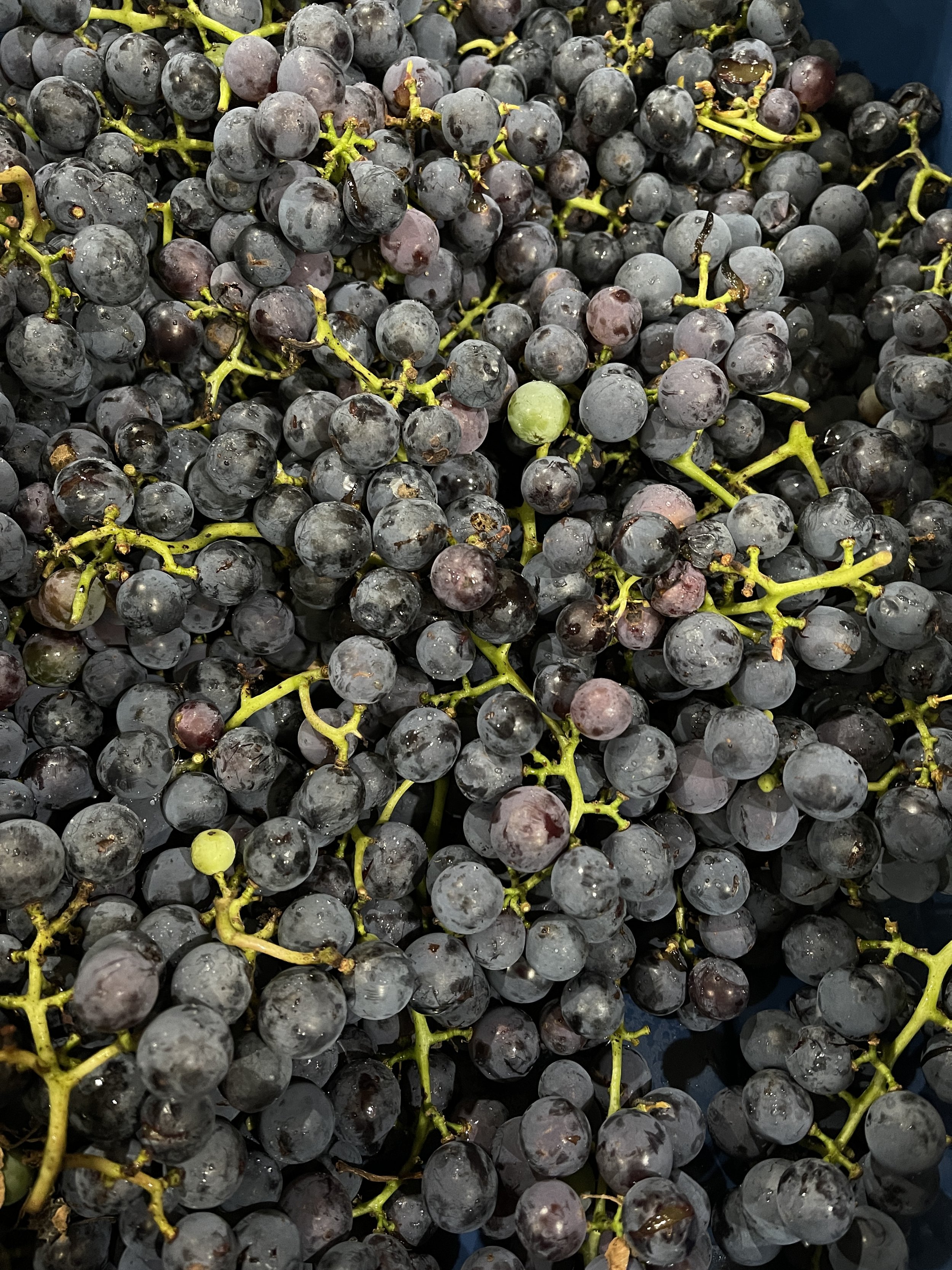 Concord Grapes BT2.JPEG
