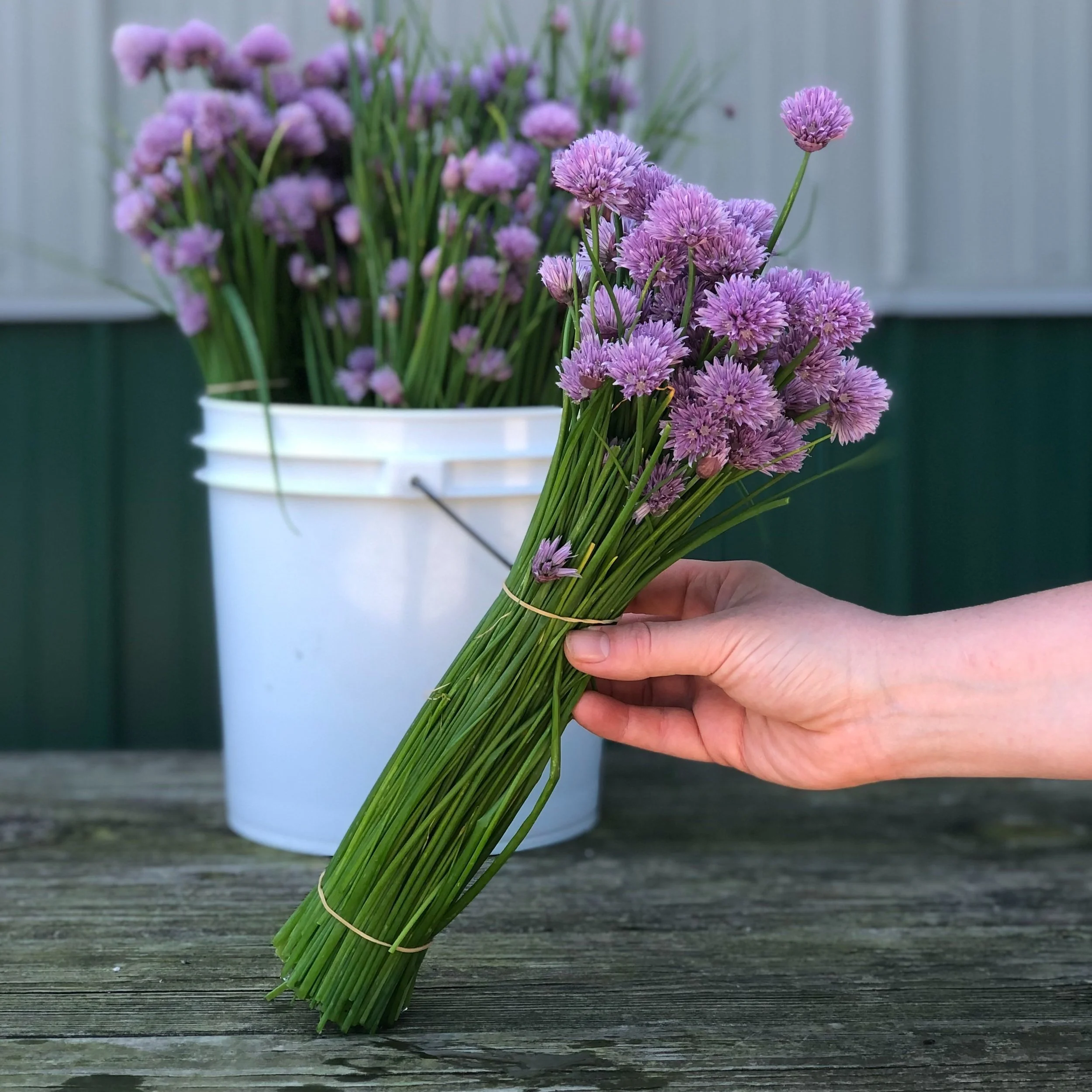 Chives