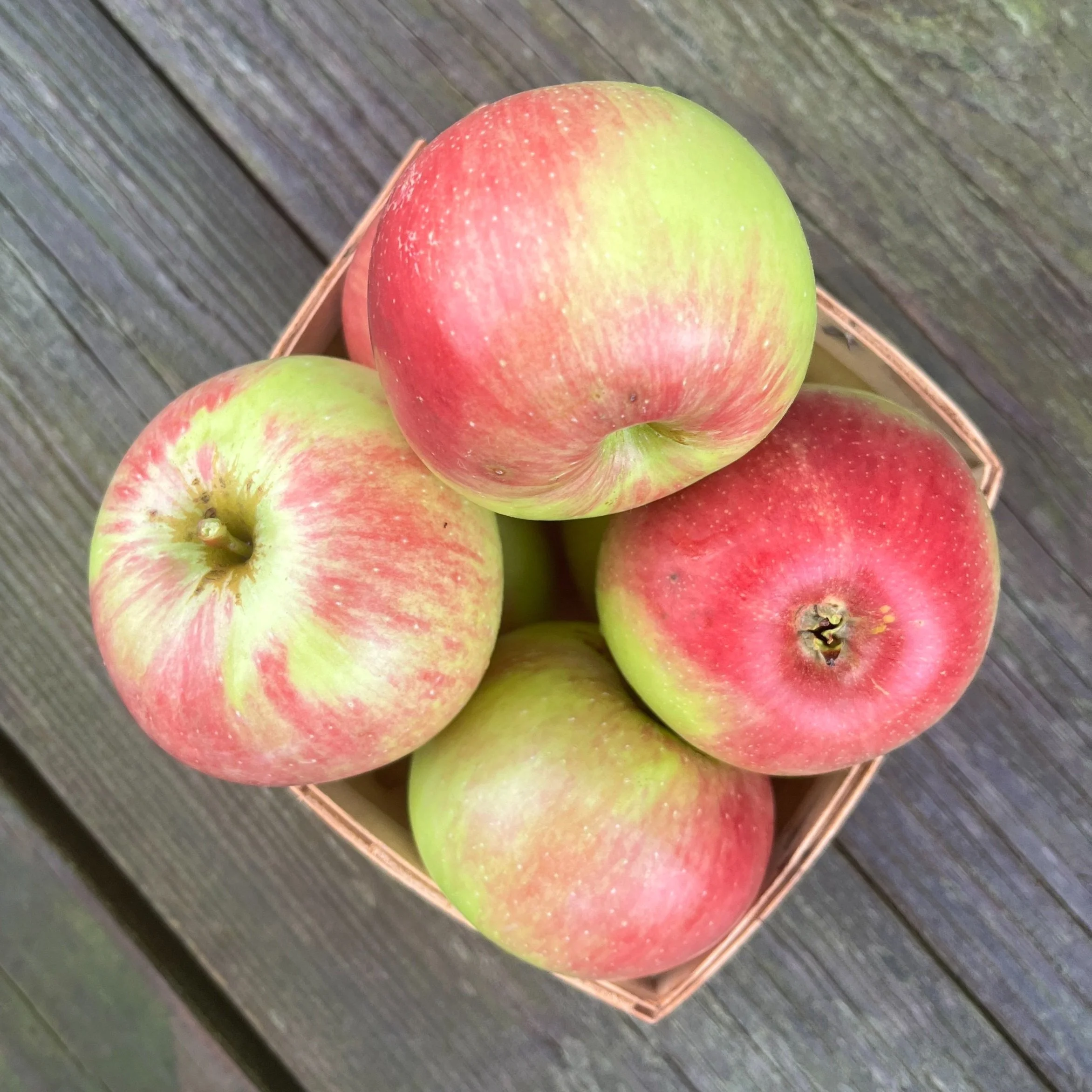 WealthyApples_BrynTegFarm-4.jpg