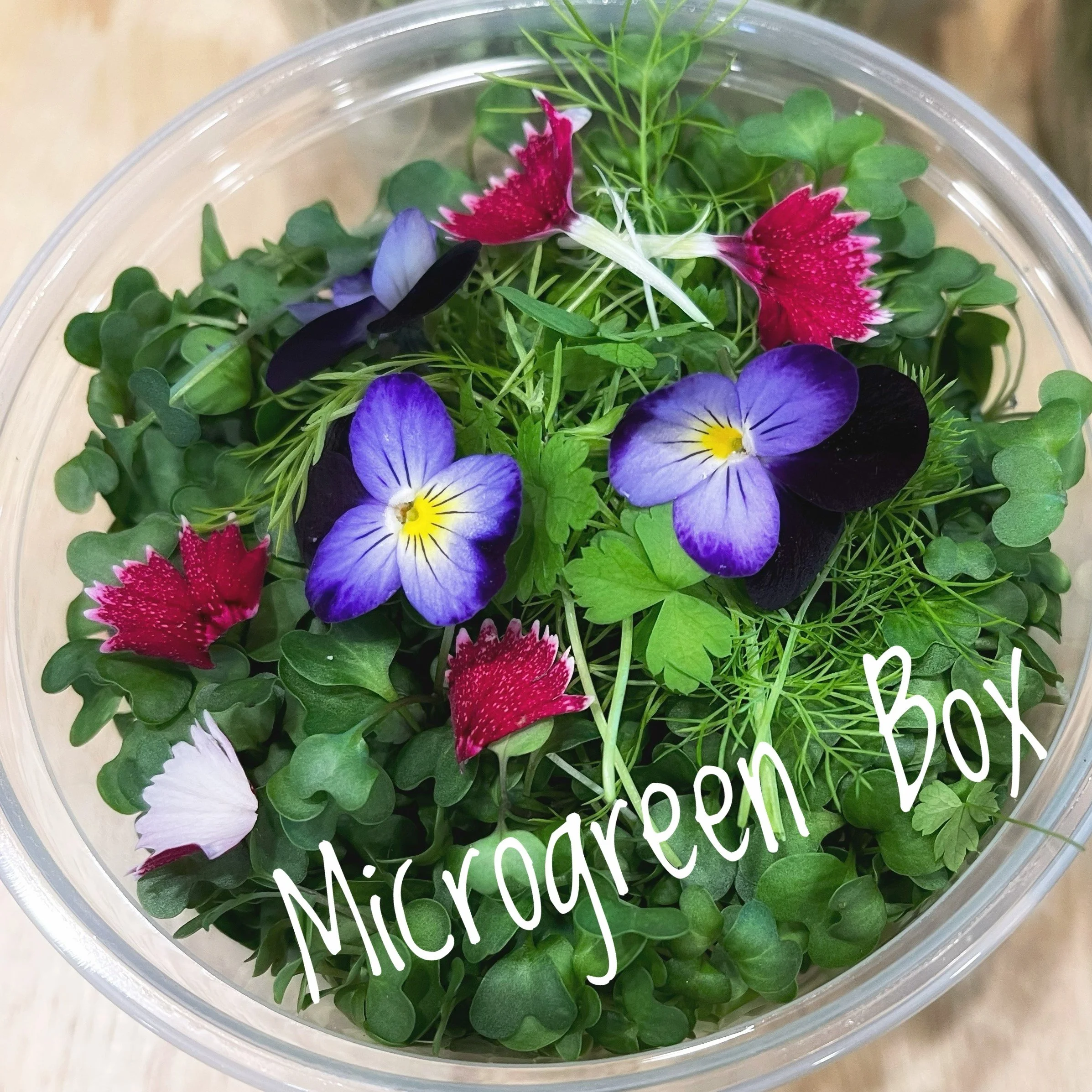 Microgreen Box