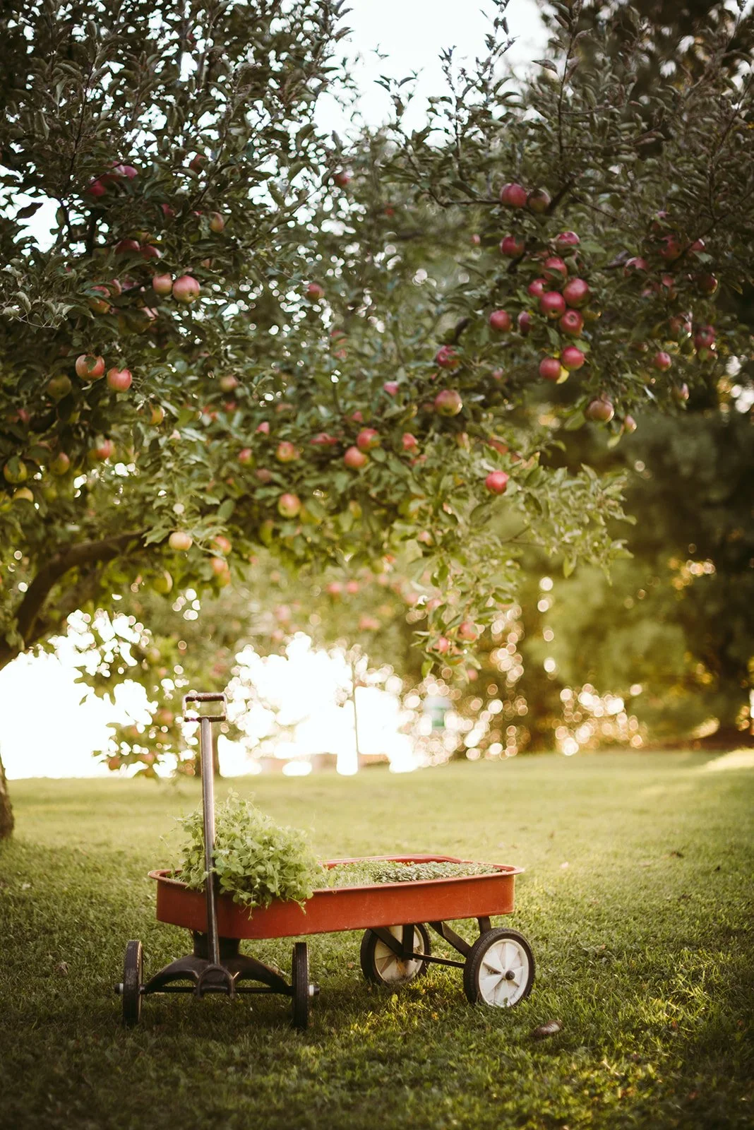 Bryn Farm Fall 2022  by  Natural Intuition Photography-67.jpg