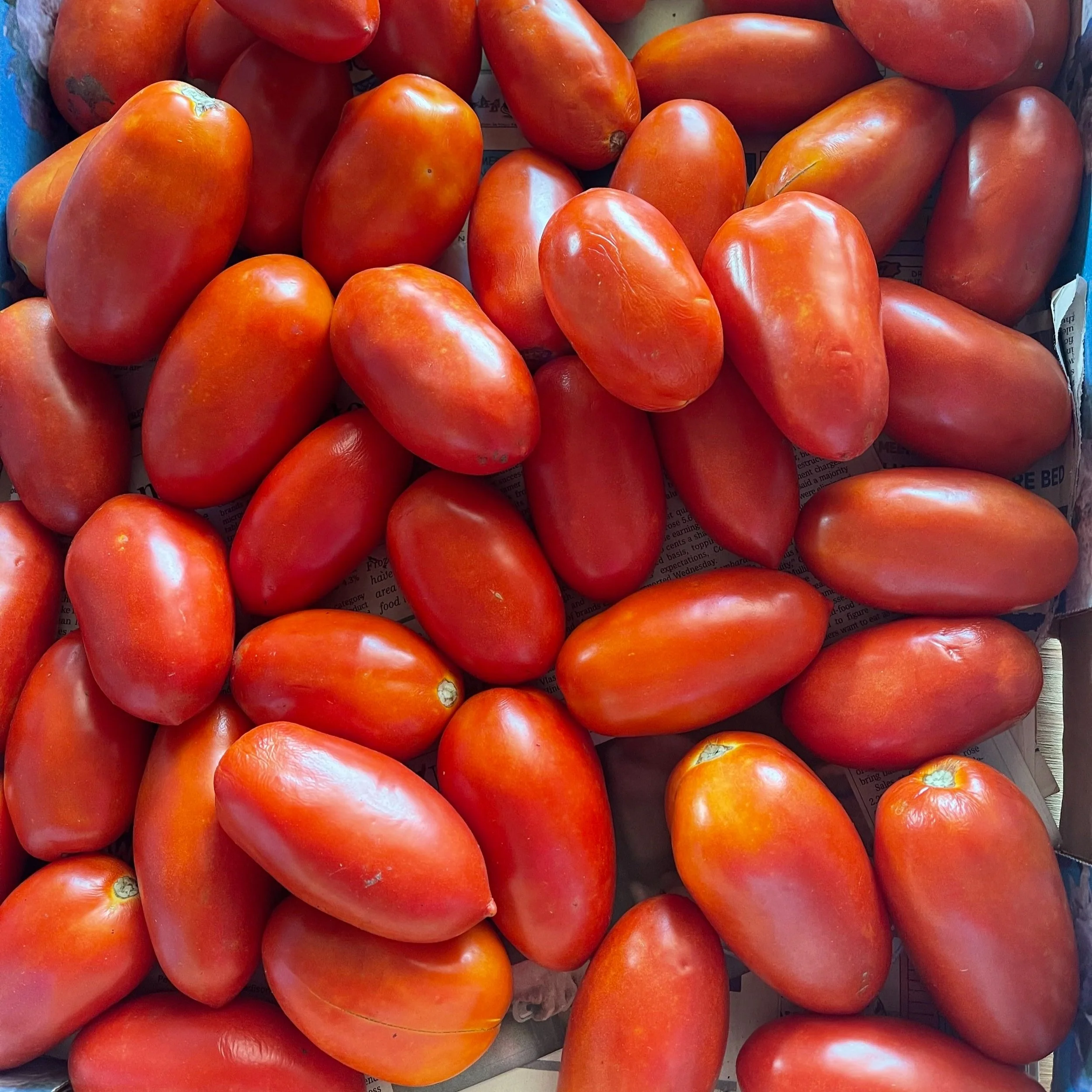 Tomatoes (Bulk)