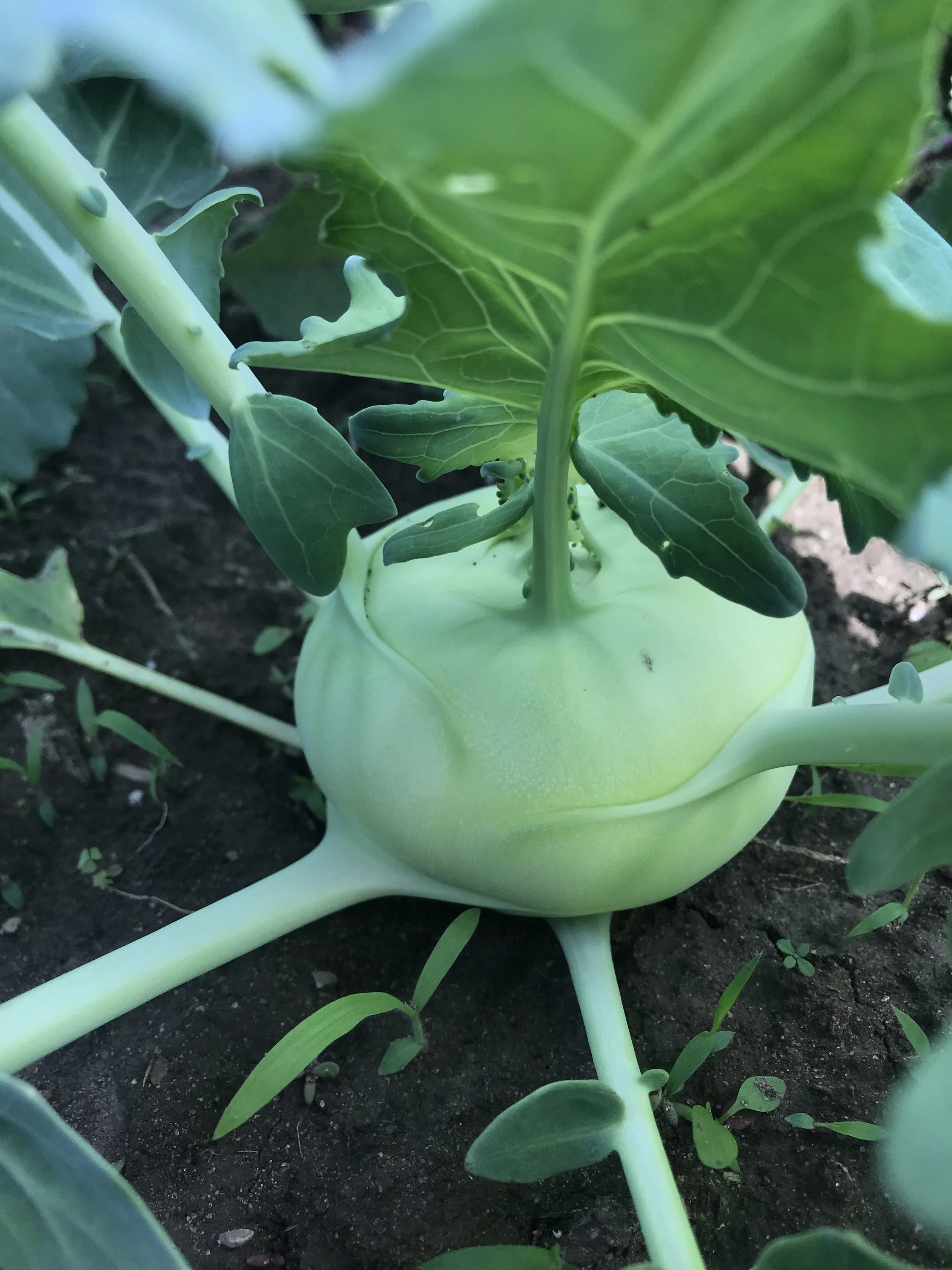 Kohlrabi