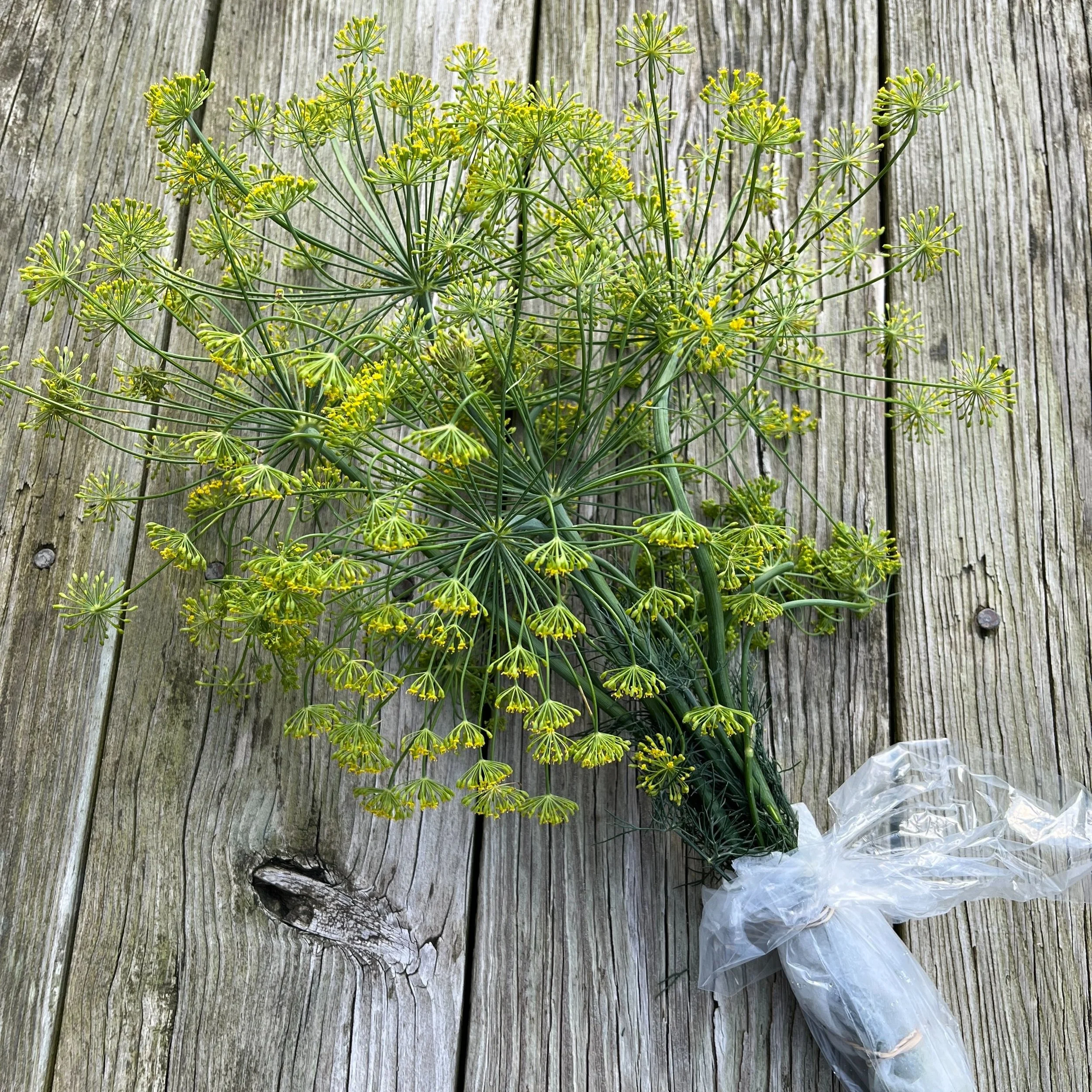 Dill