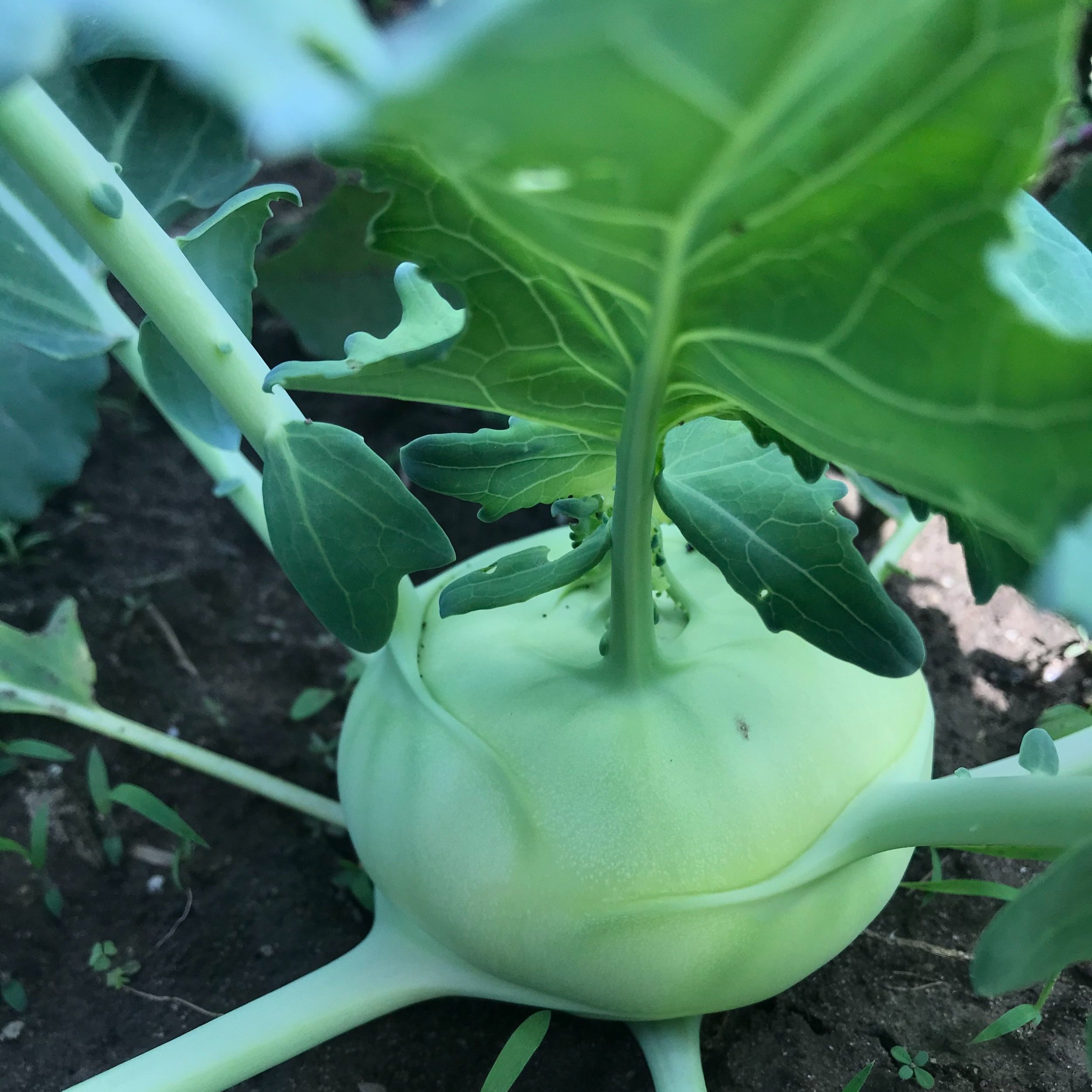 Kohlrabi+2.jpg