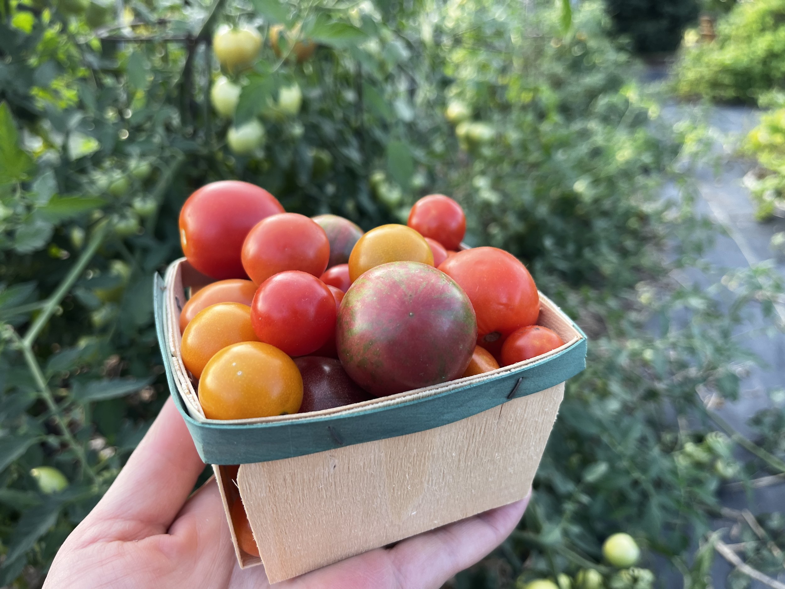CherryTomatoes_BrynTegFarm-18.JPG
