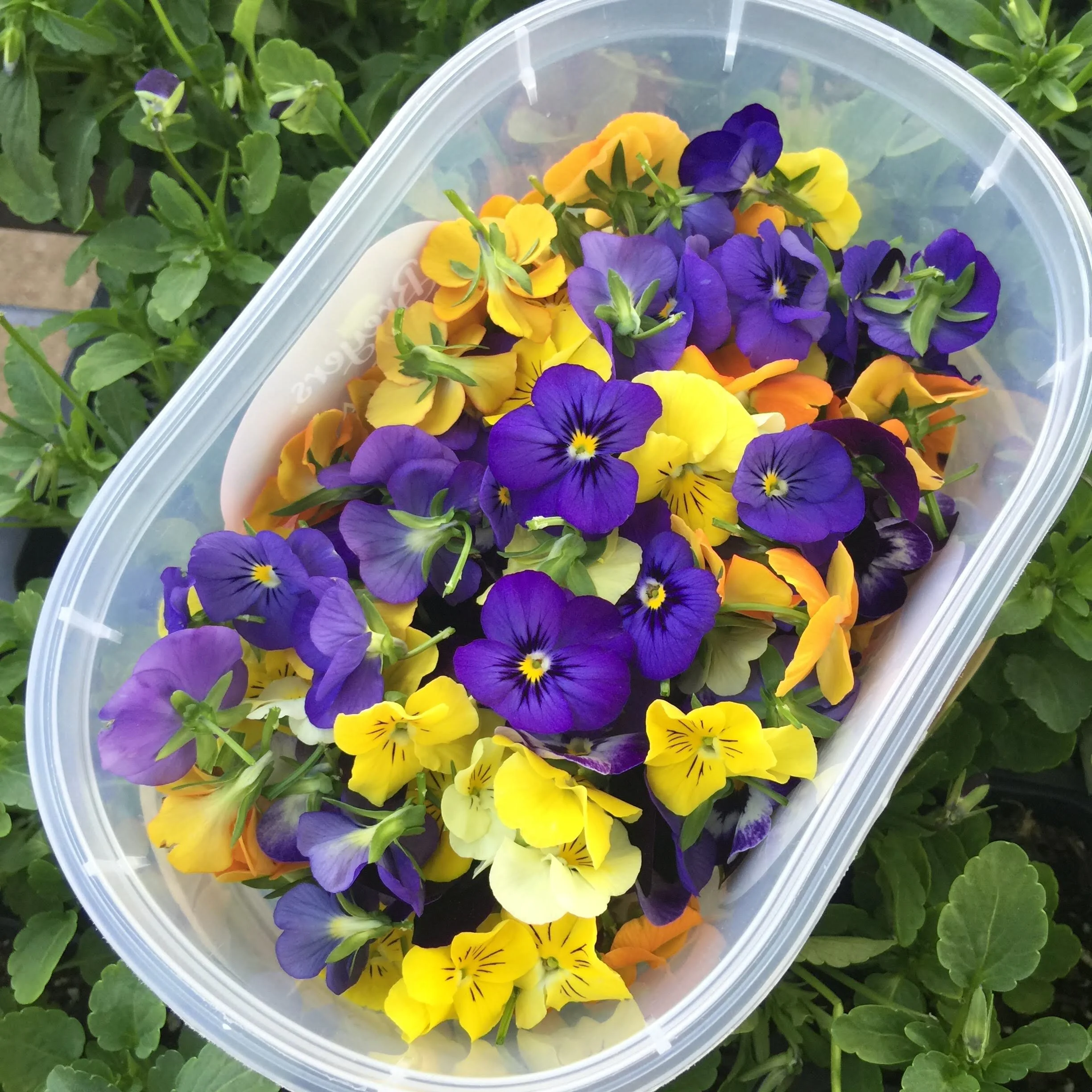Edible Flowers