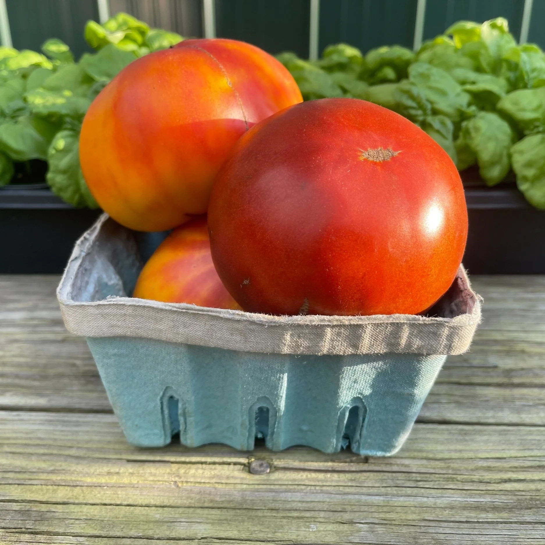 Tomatoes