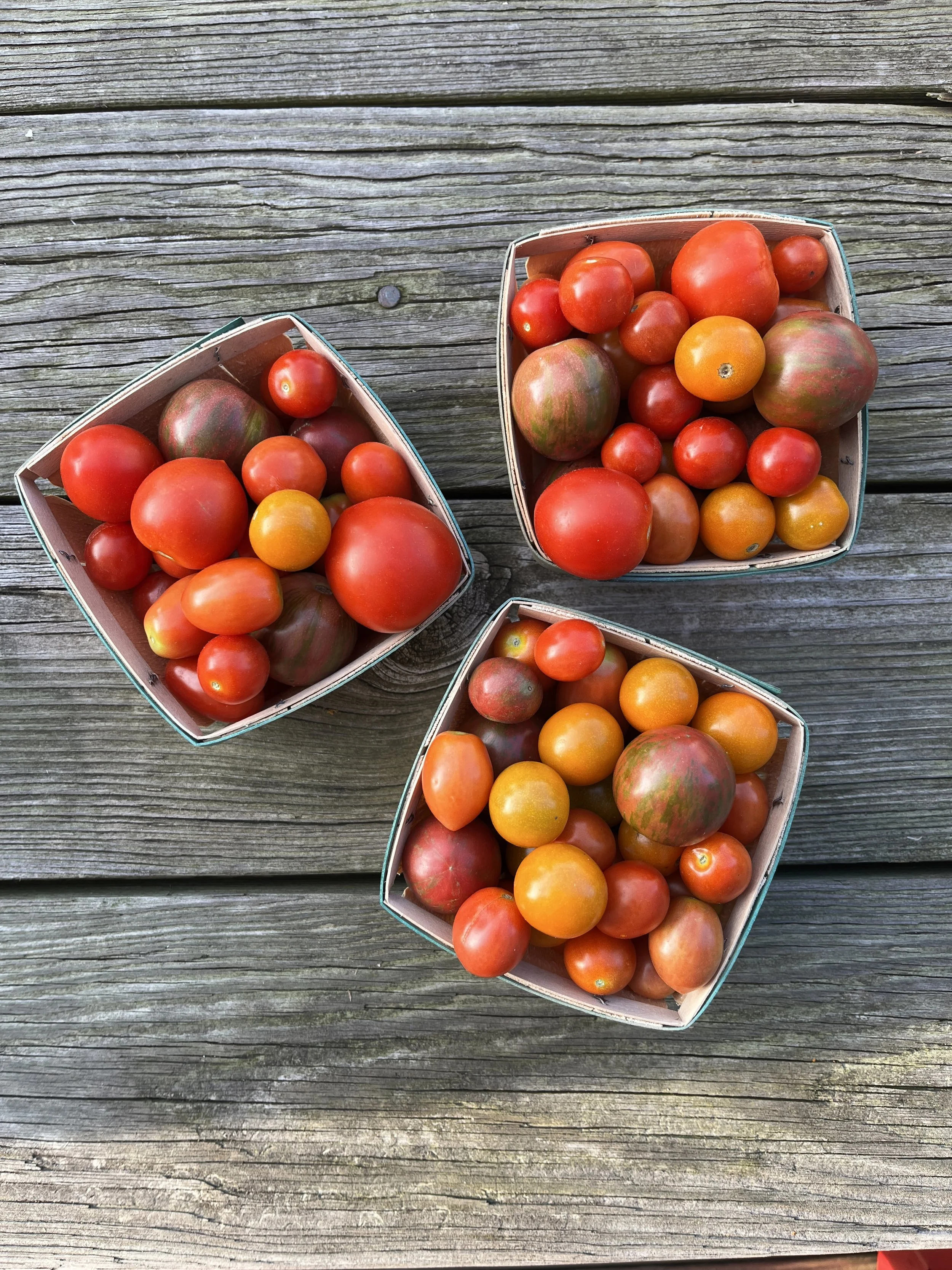Tomatoes (Cherry)
