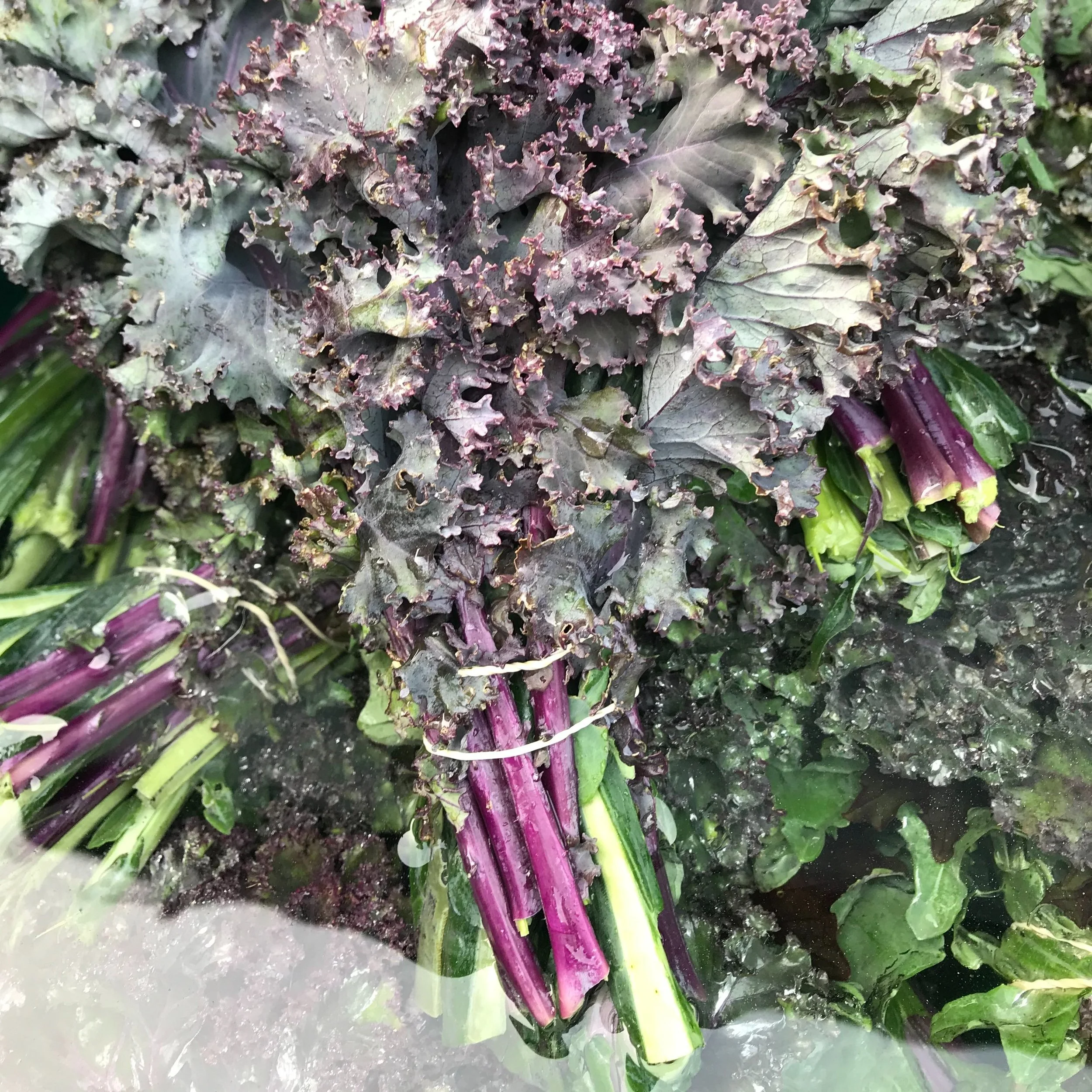 Kale_BrynTegFarm_1.jpg