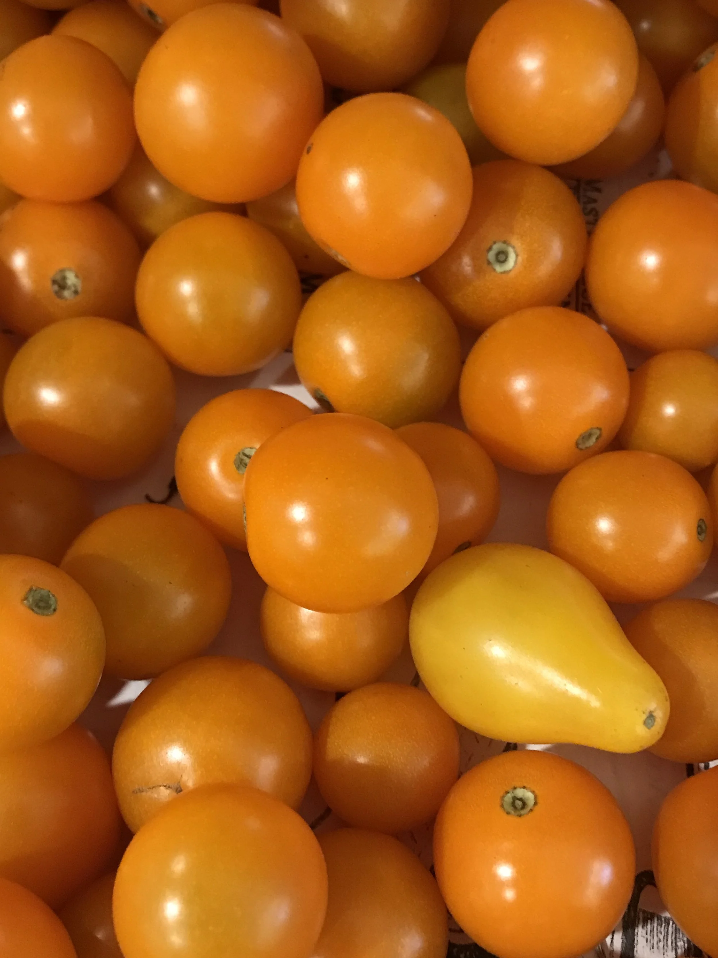CherryTomatoes_BrynTegFarm_5.jpeg