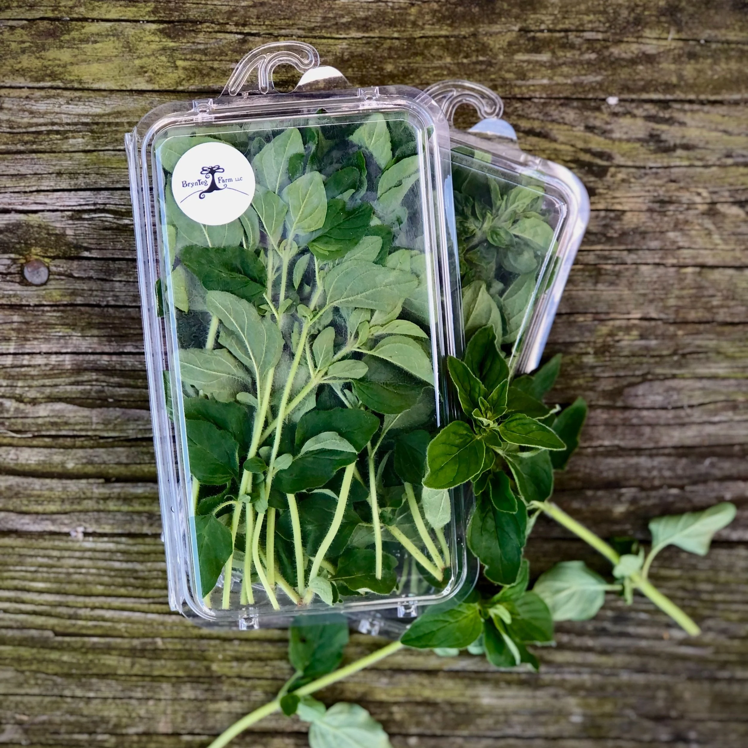 Oregano_BrynTegFarm_1.jpg