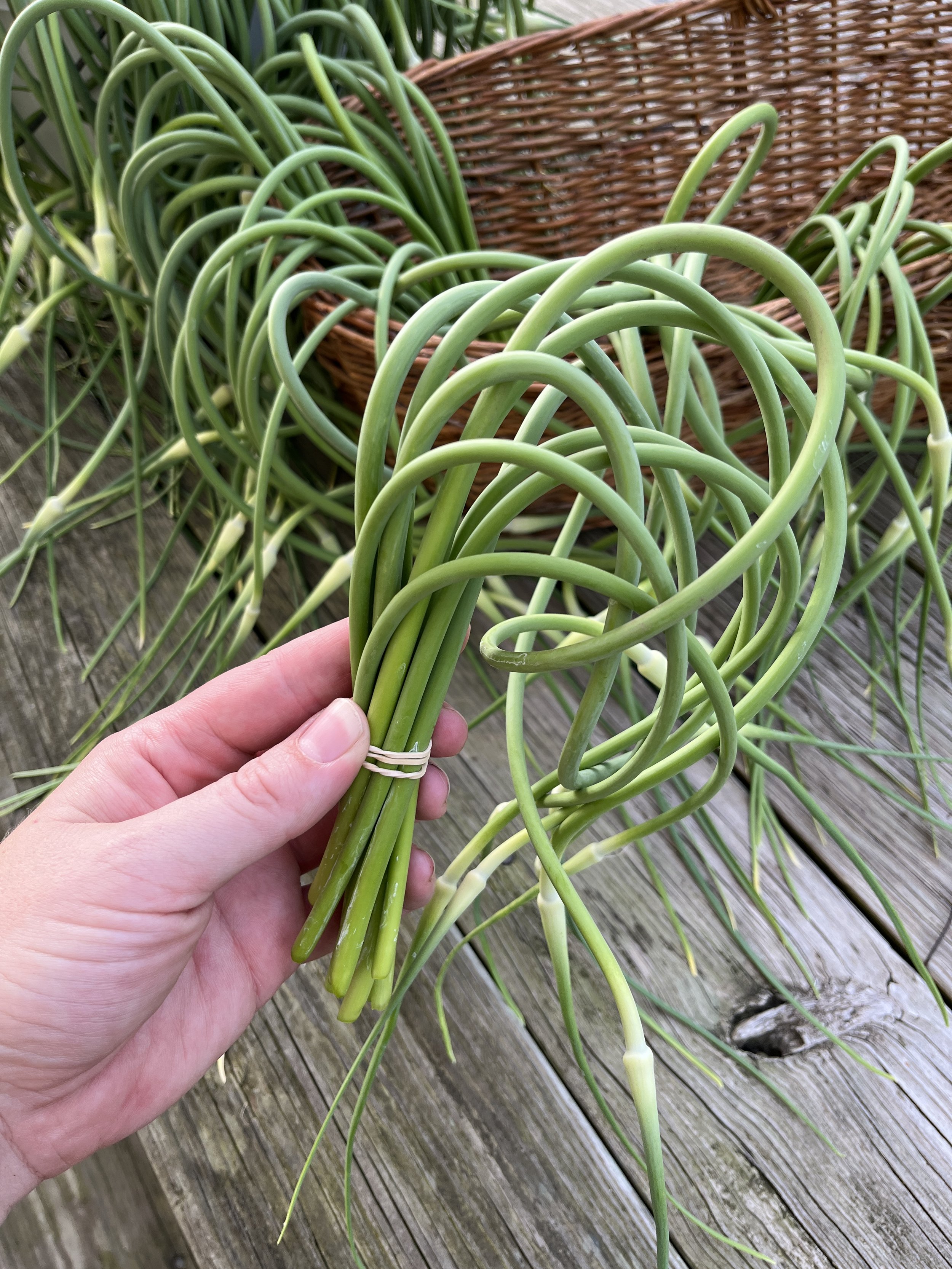Garlic Scapes