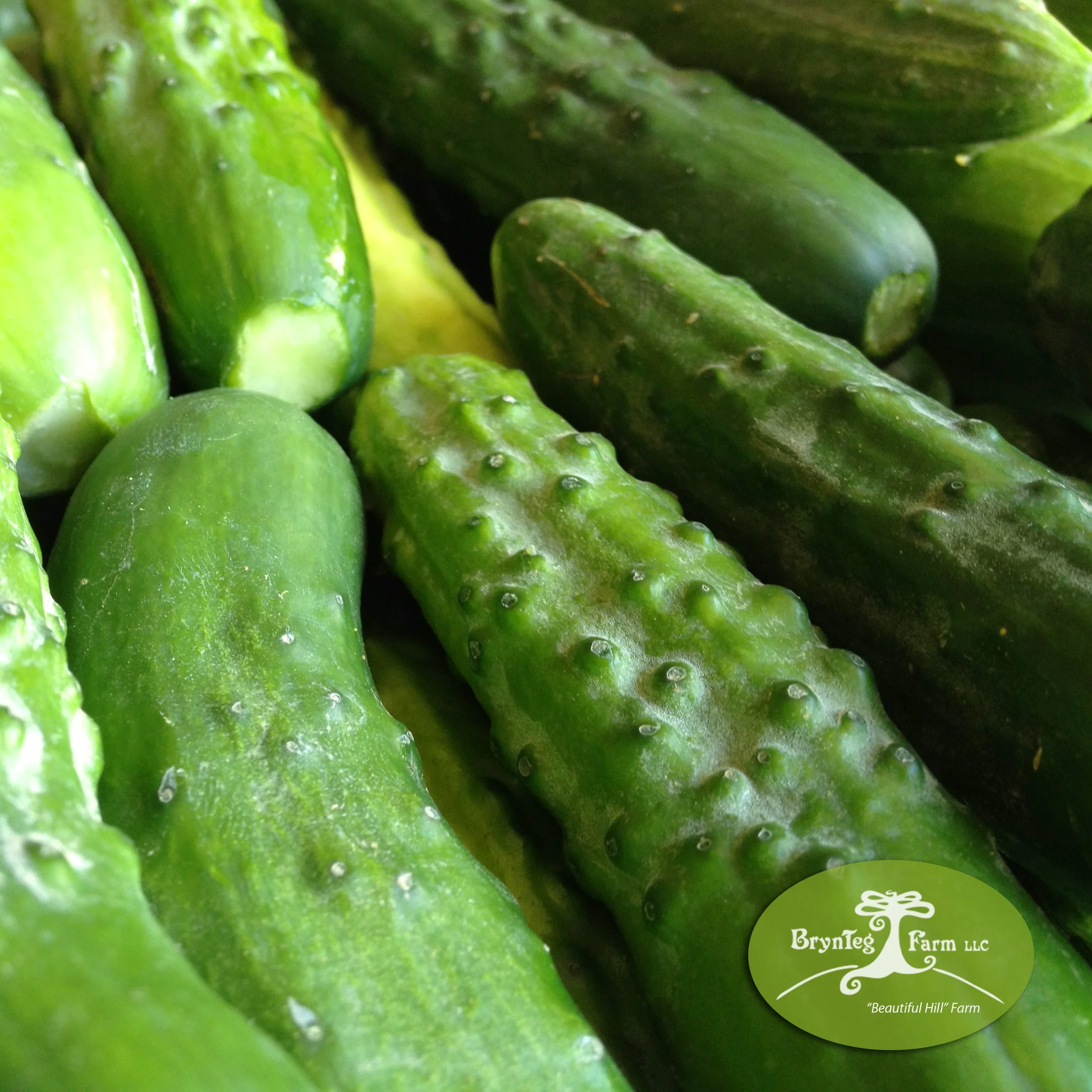 Cucumbers.jpg