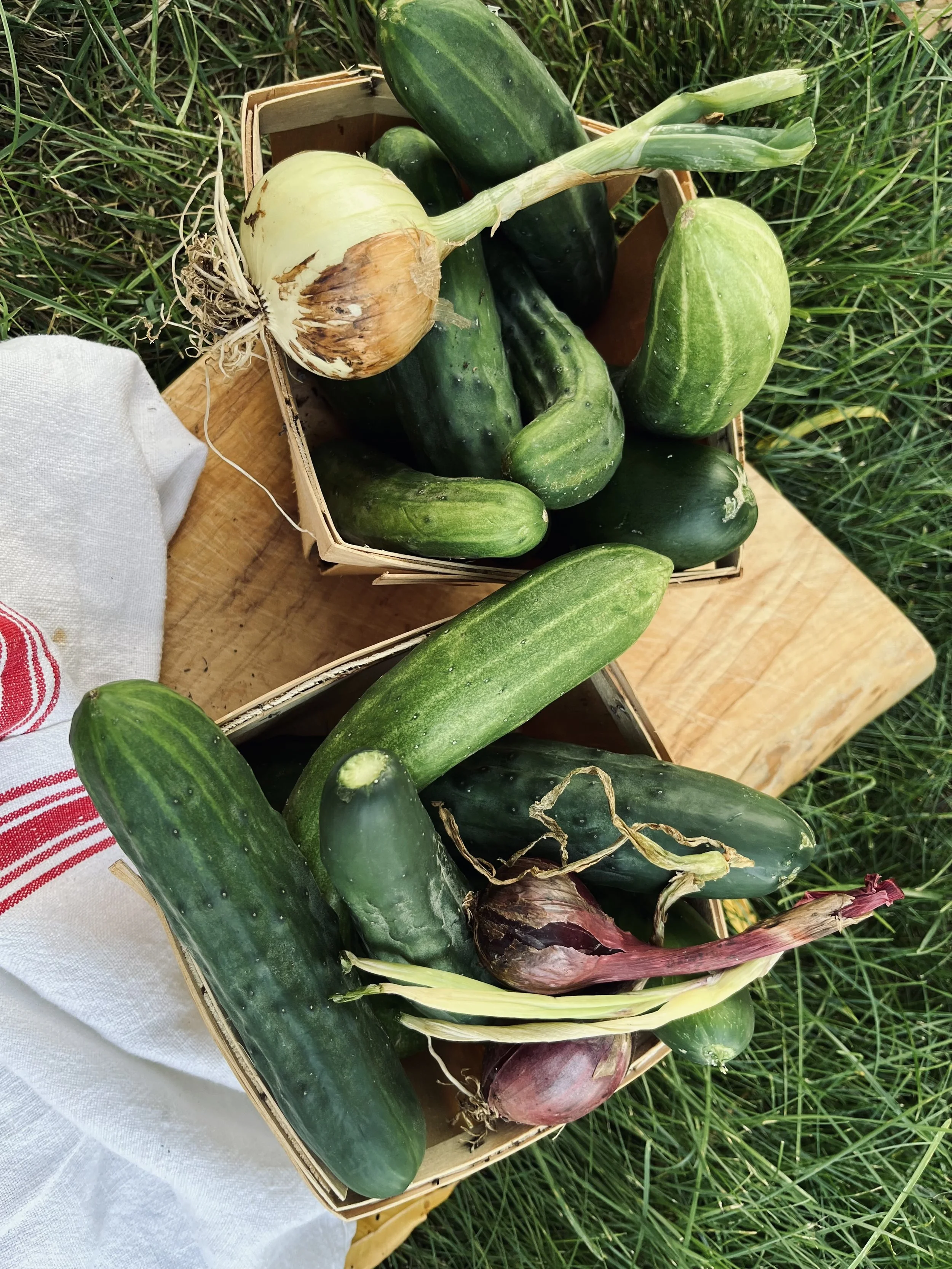 CucumberBox-BrynTegFarm-2.jpeg