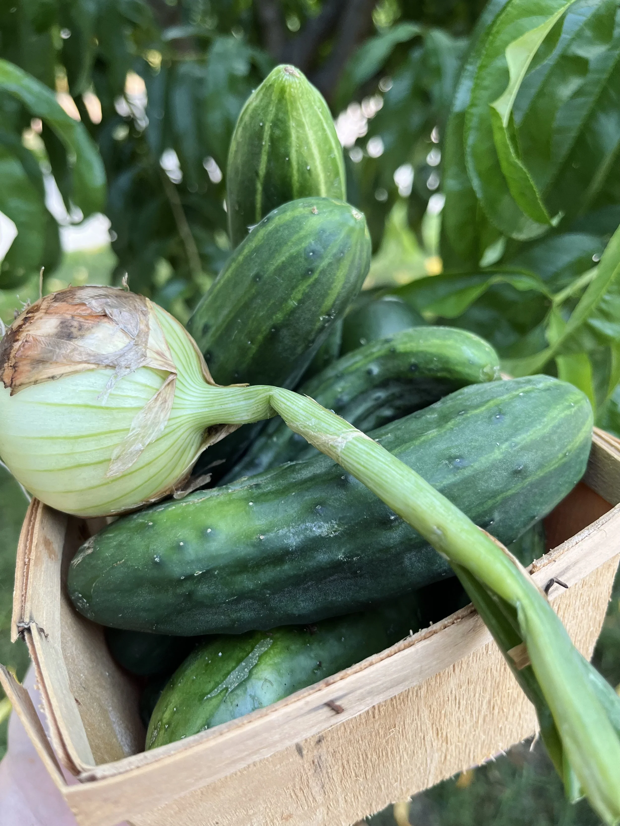 CucumberBox-BrynTegFarm-1.jpeg