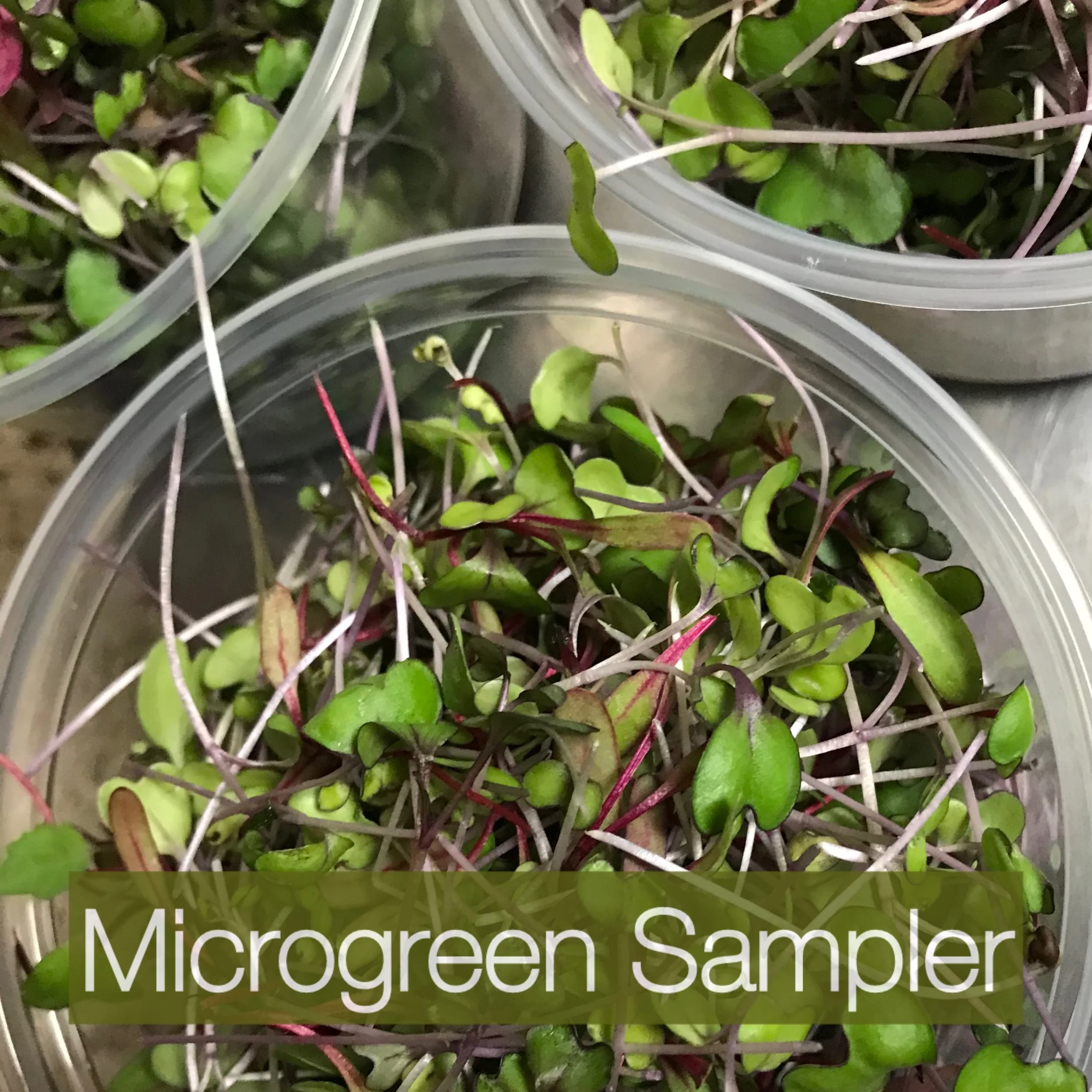 Microgreens Sampler