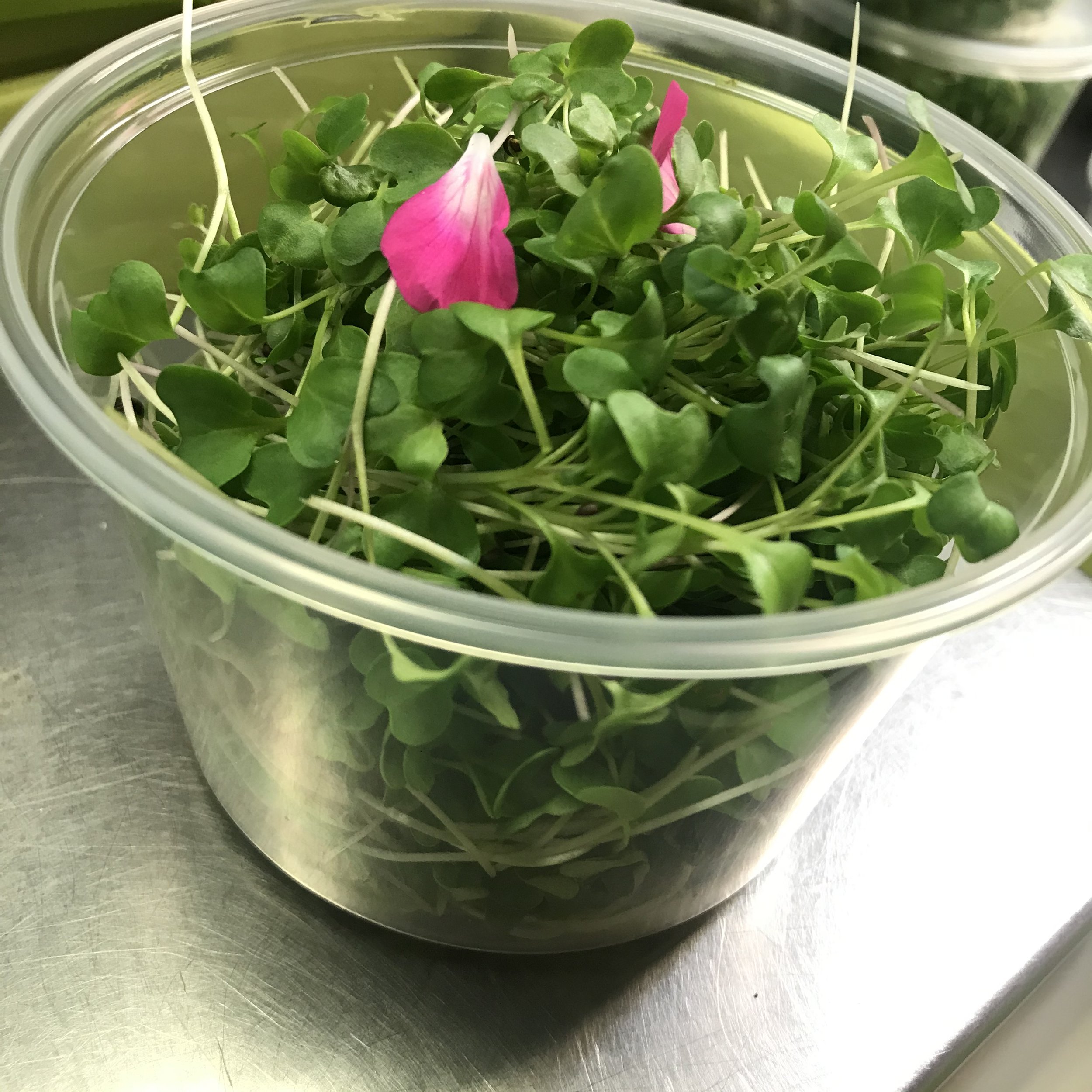 Broccoli Micros BT 2.jpg