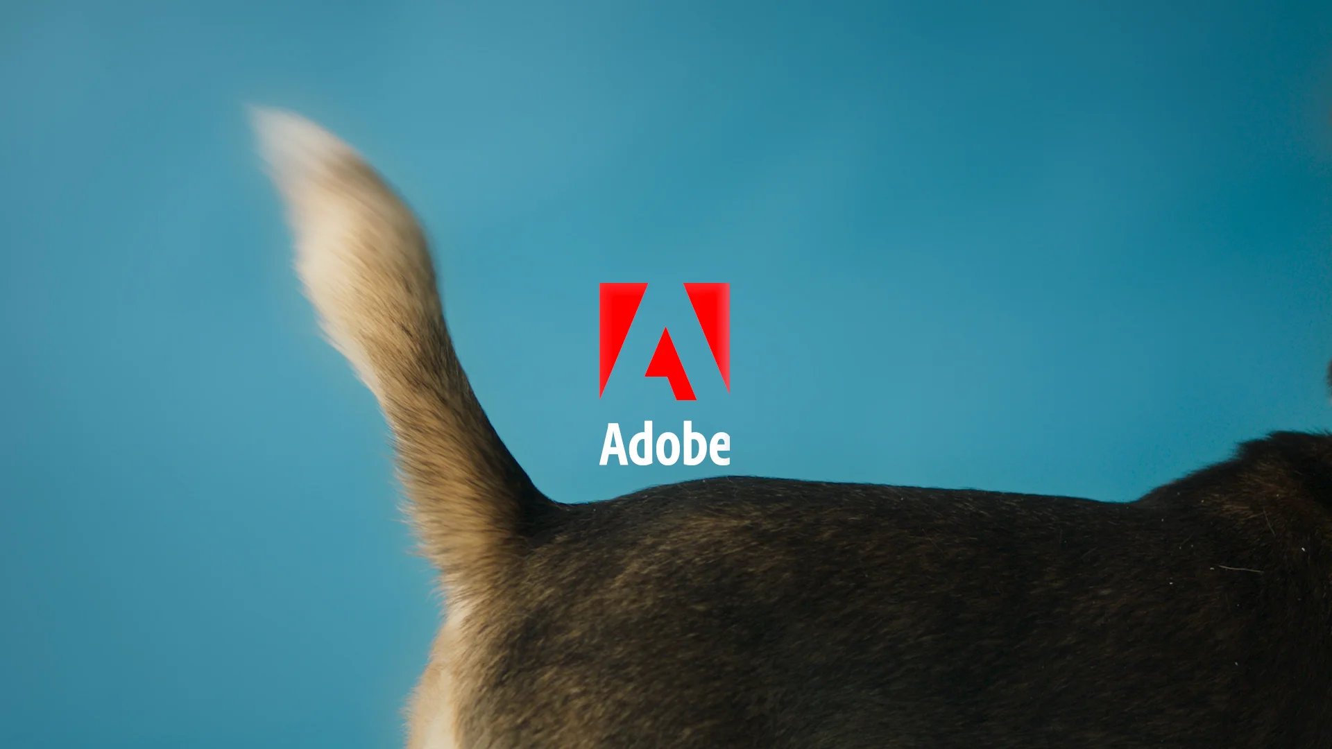 FTP19B_Adobe_Pawtraits_Hero_169_Master_60.00_00_21_20.Still004.jpg