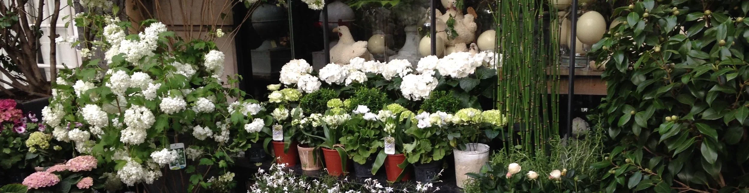 banner flower picture .jpg