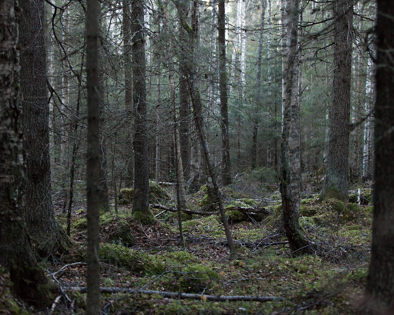CollectringTrails_Sanni_Siira_06.jpg