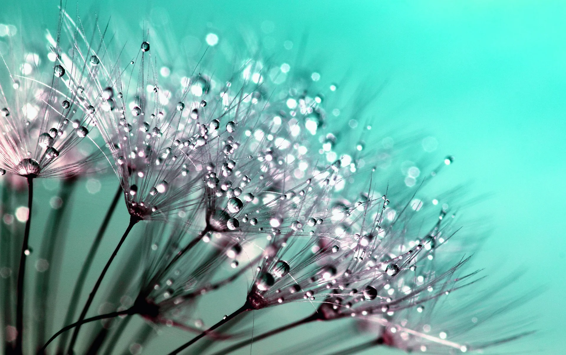 Awaken-dandelion.jpg