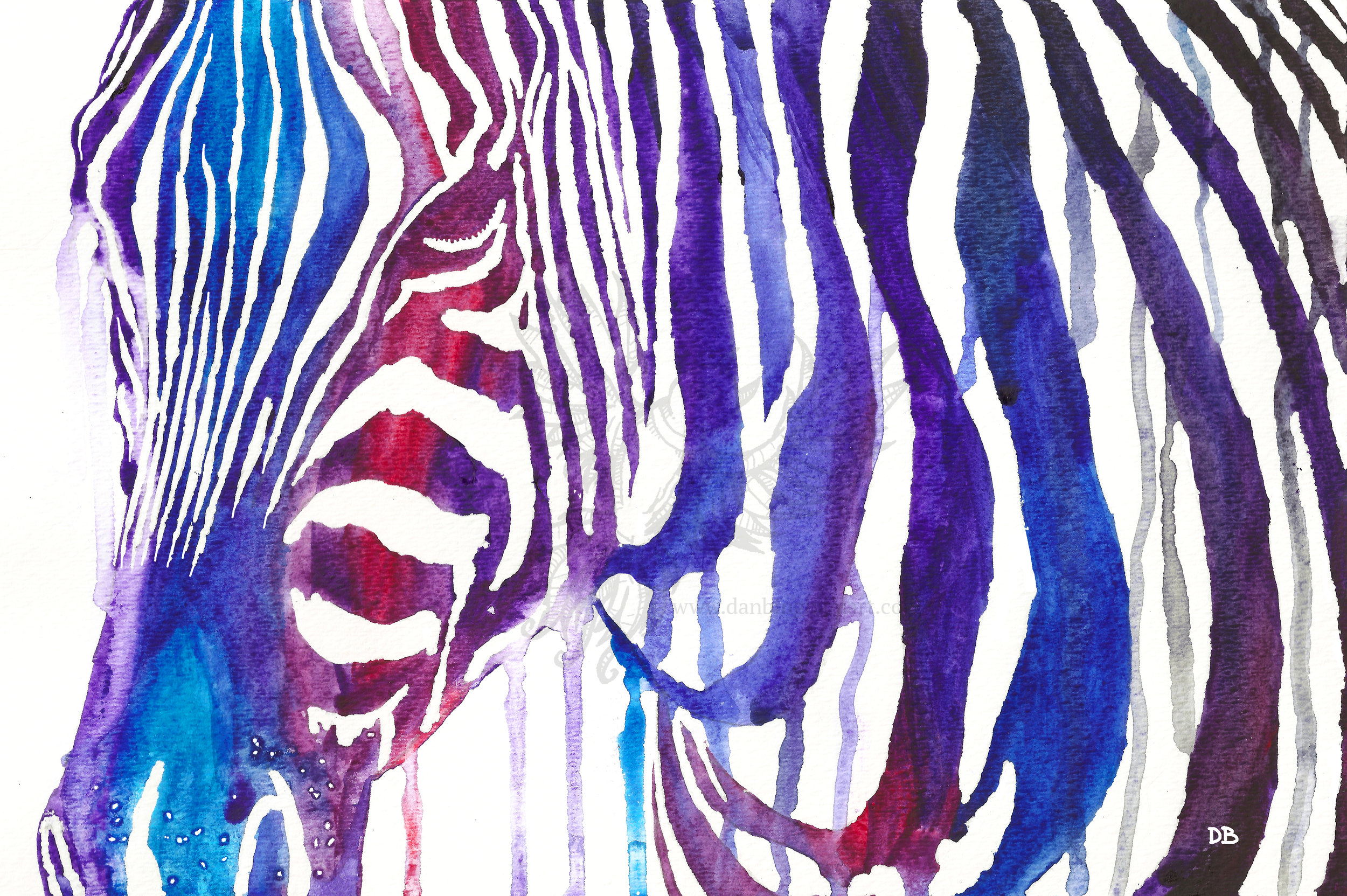 Zebra (Splash)