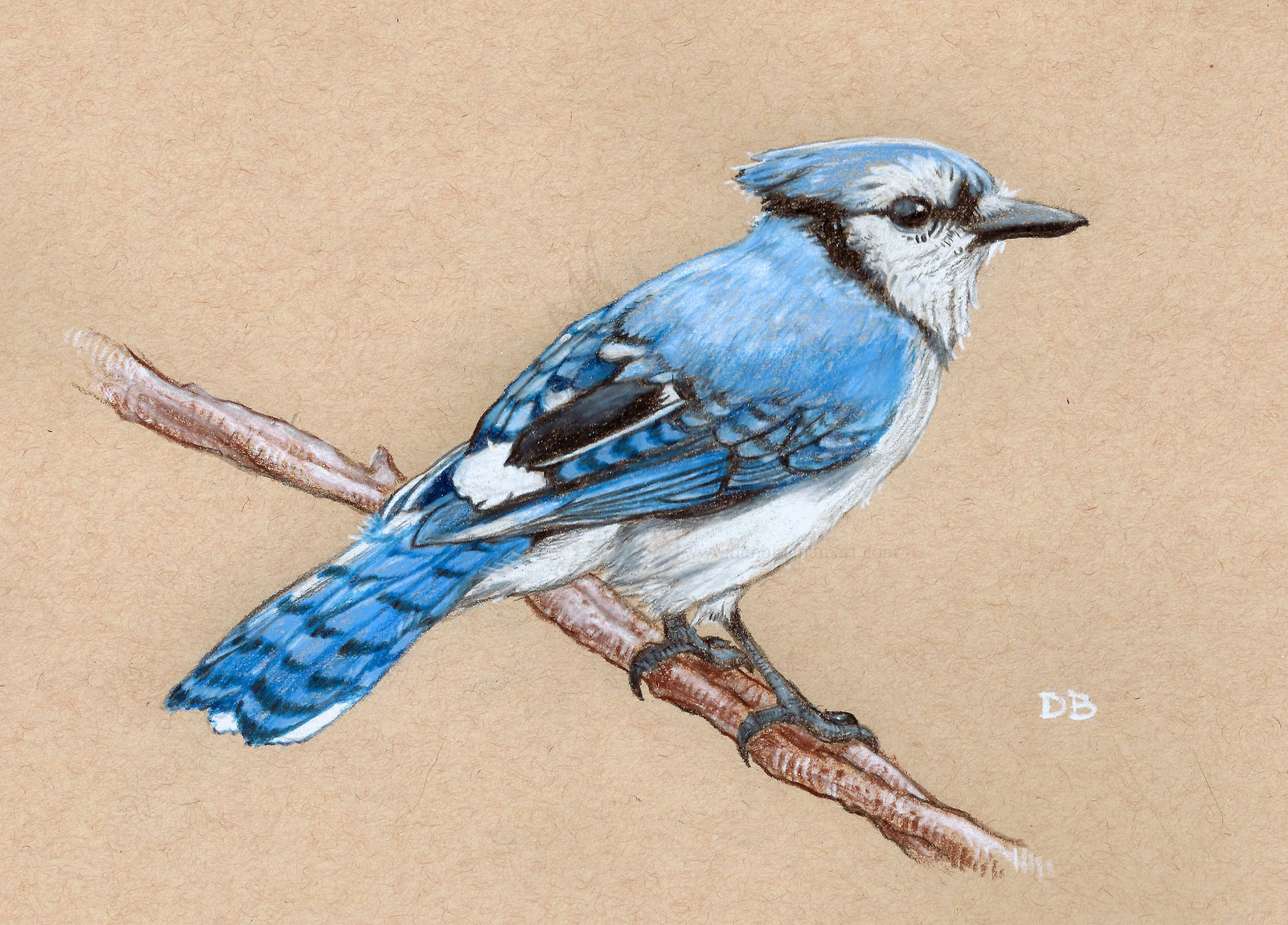 BlueJay SMALL WATERMARKED.jpg