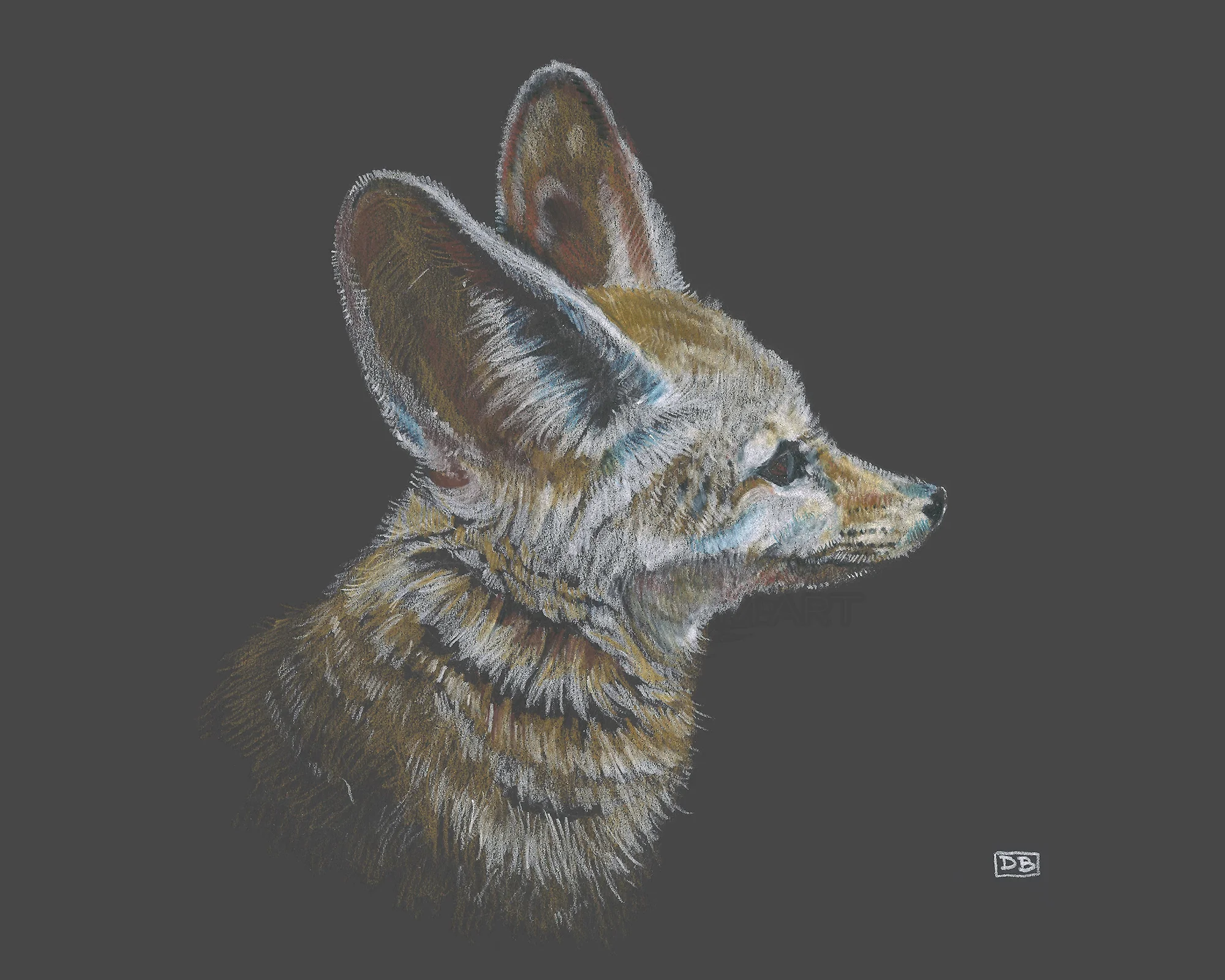 Fennec Fox FIX WATERMARKED.jpg