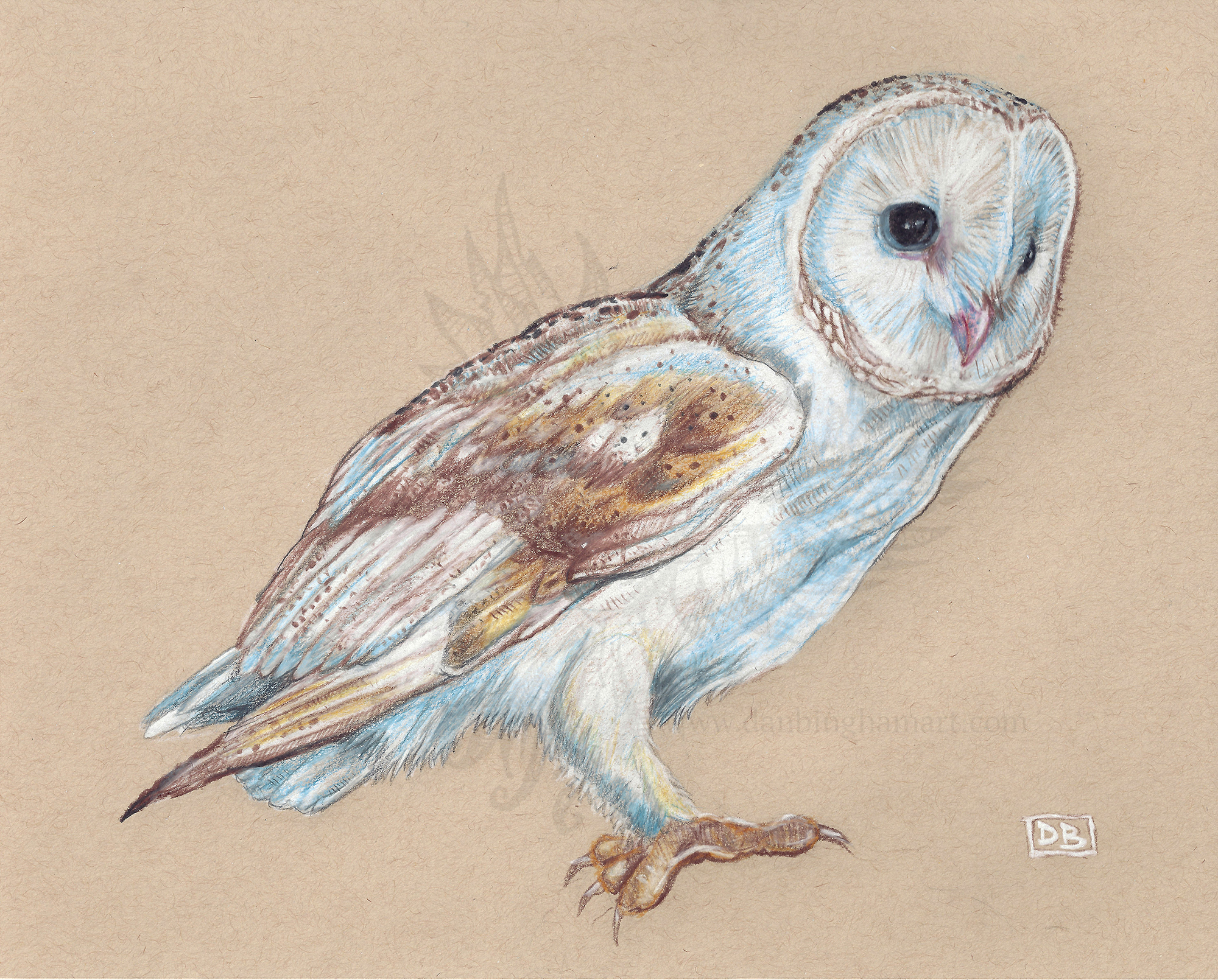 Barn Owl