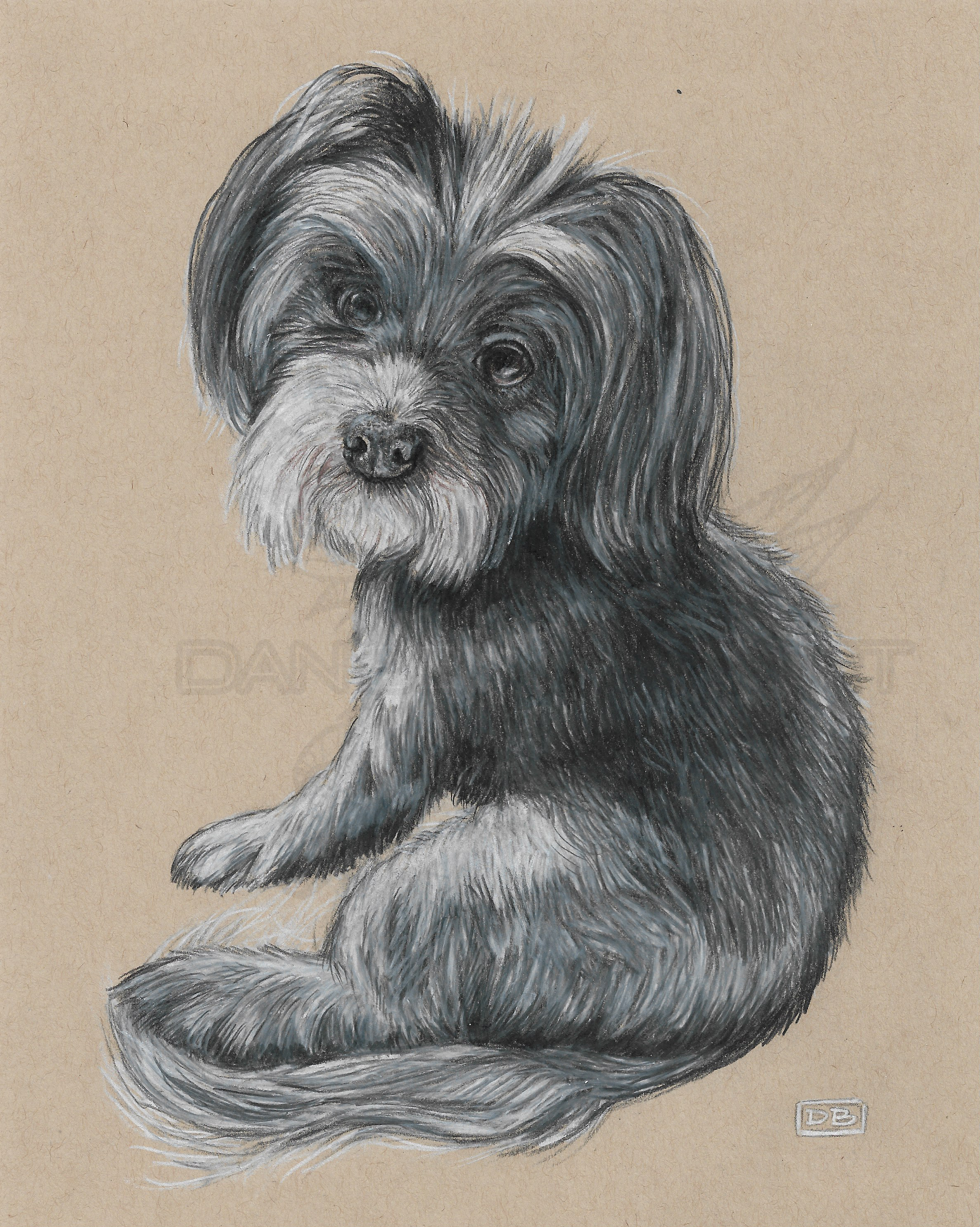 Willow Dog Portrait Commission