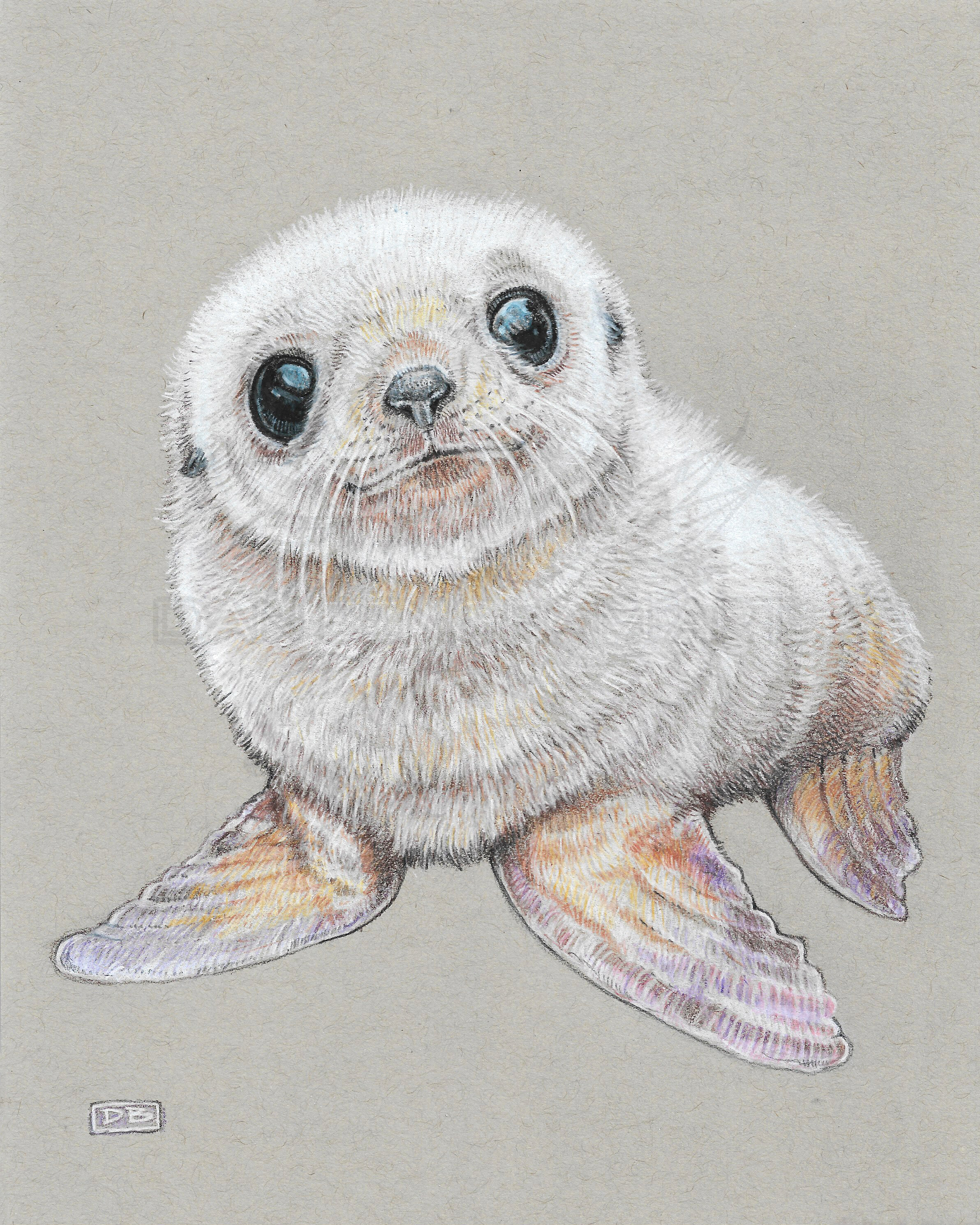 Baby Seal Pup WATERMARKED.jpg