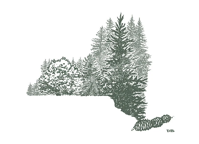 NY Adk forest on white WATERMARKED.jpg