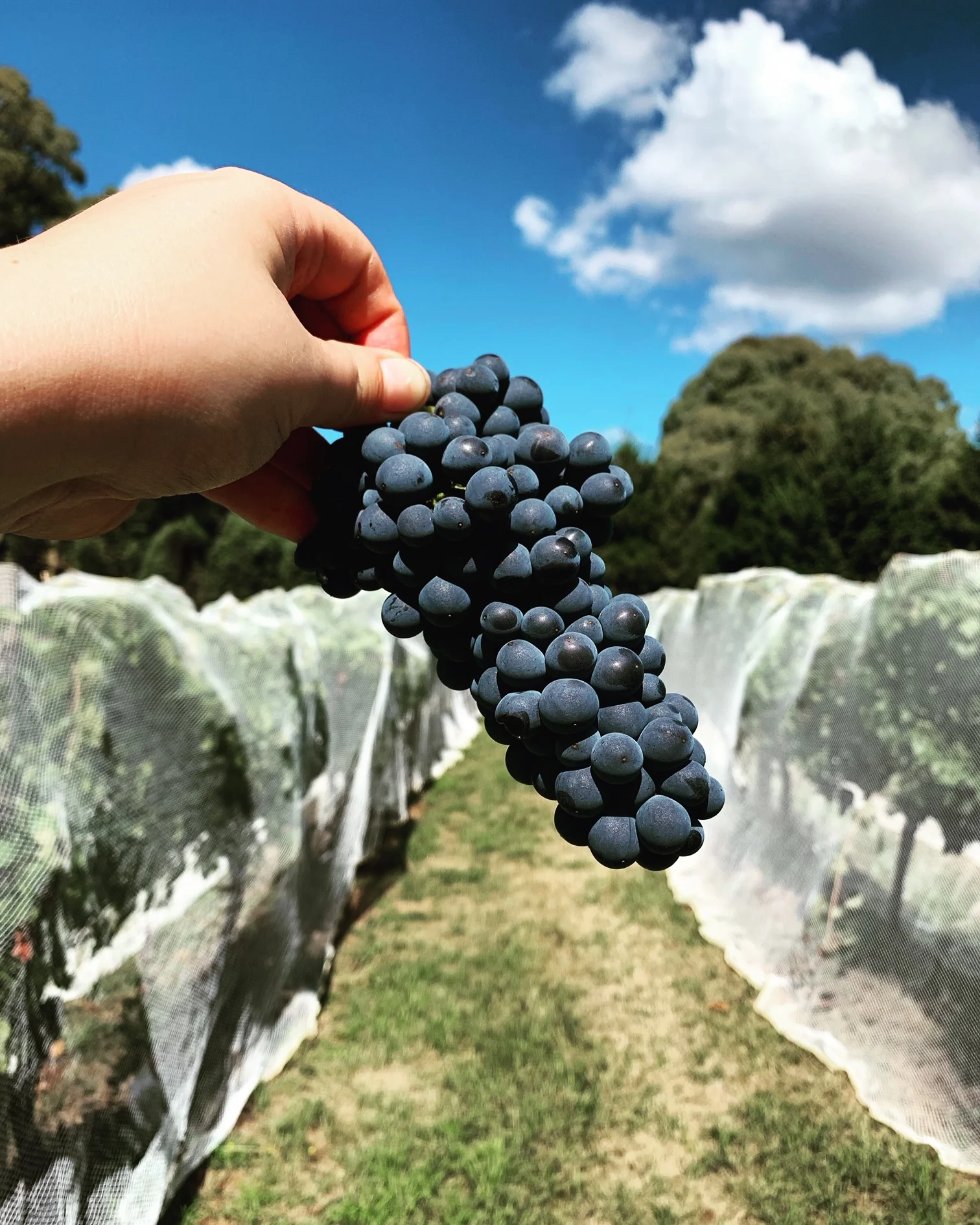 QANTAS - Monthly Wine Training