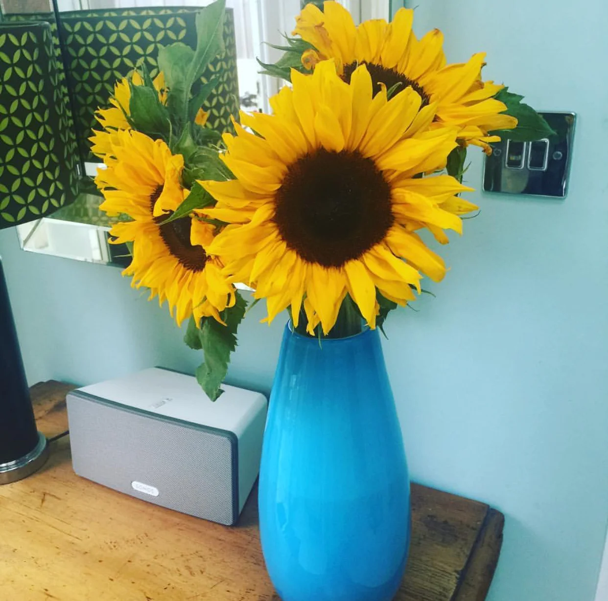 Cut Sunflowers are available between May and September.