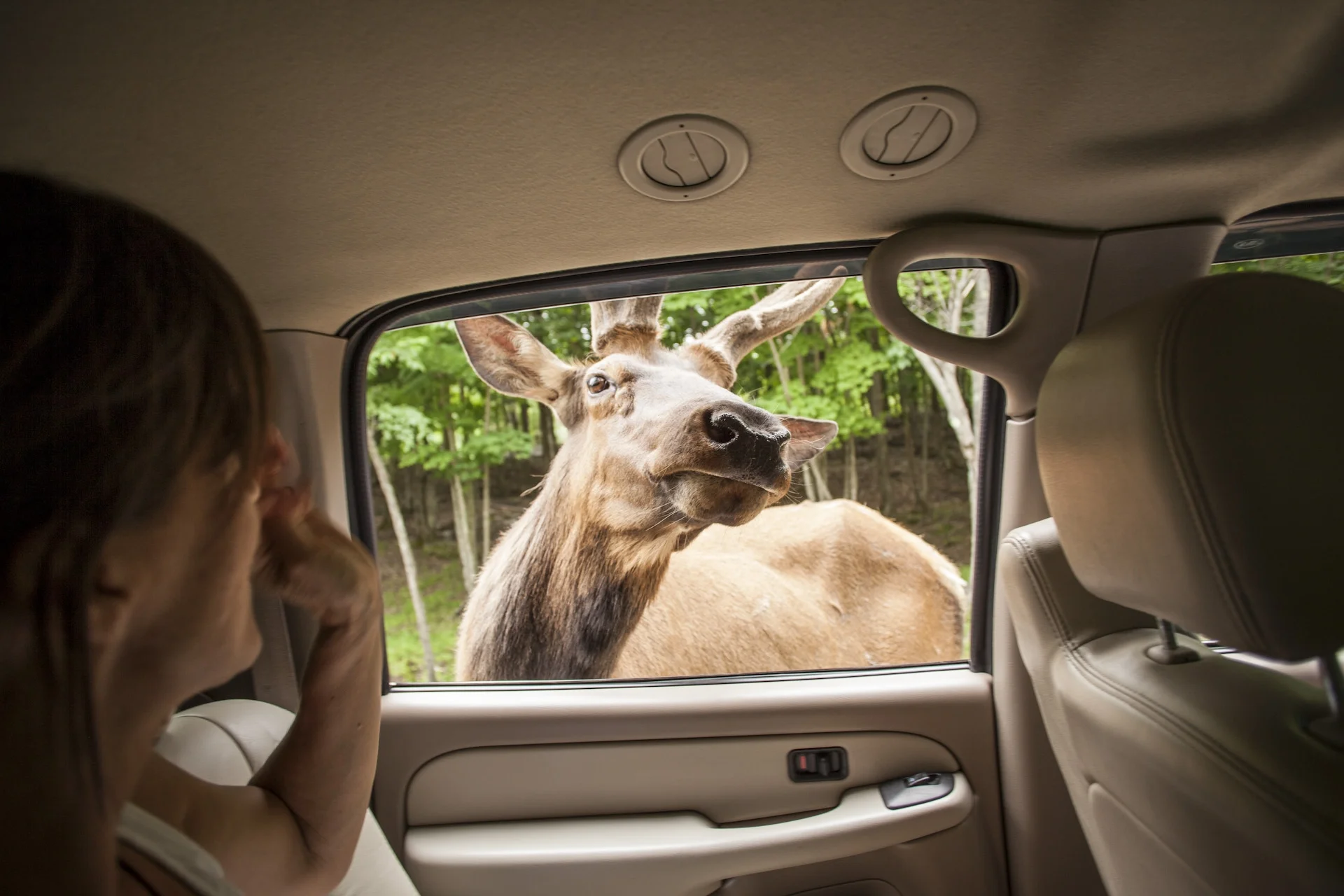 Forest Friends