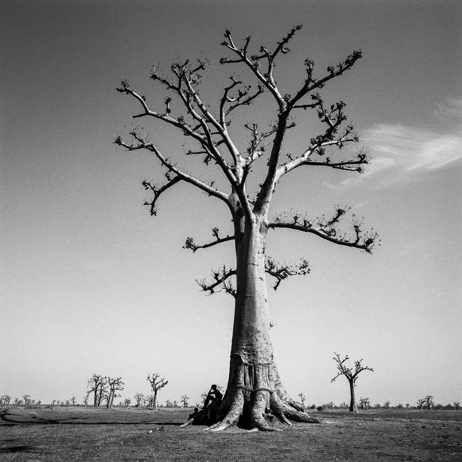 baobab-26.jpg