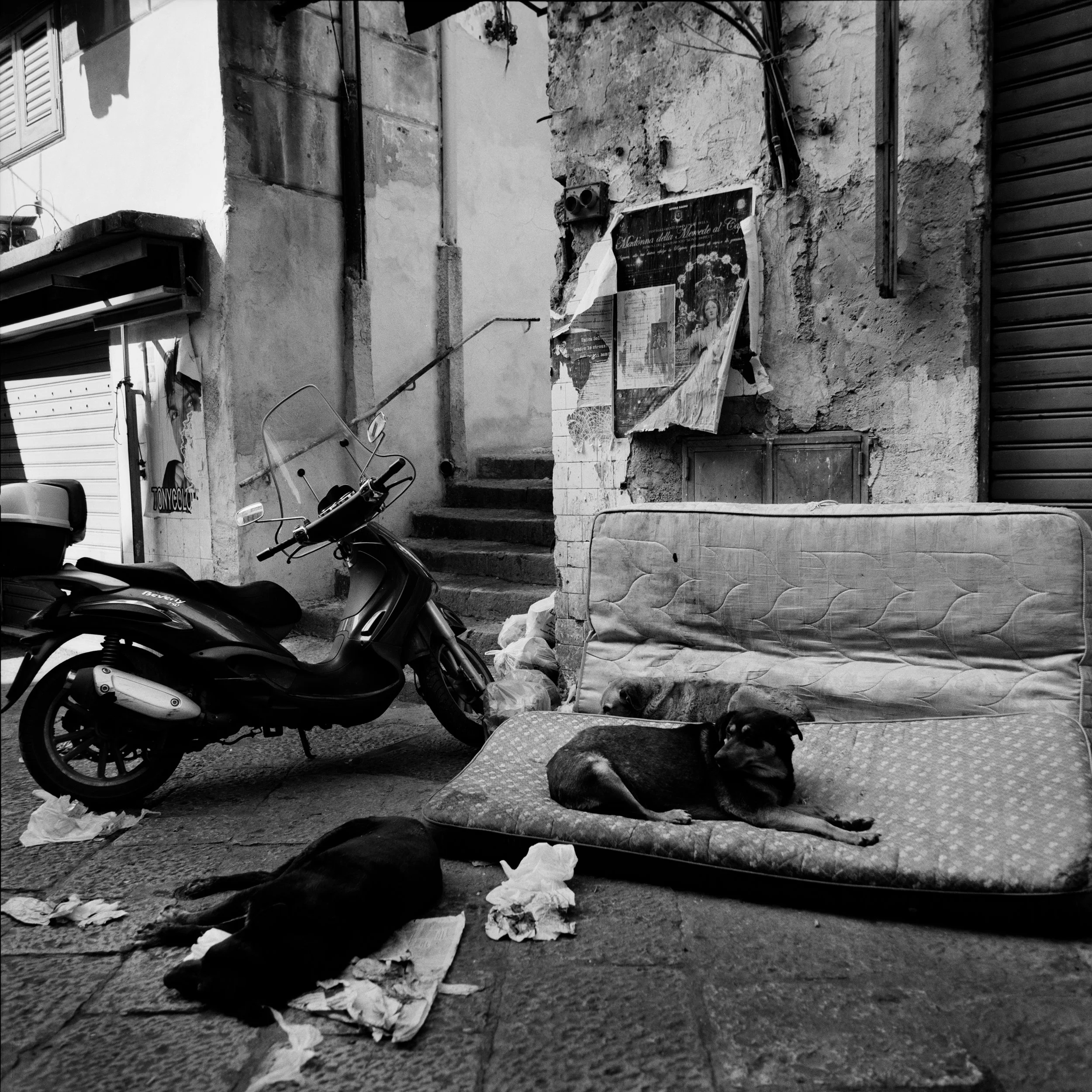  Stray dogs in Albergheria district in the historical centra of Palermo 