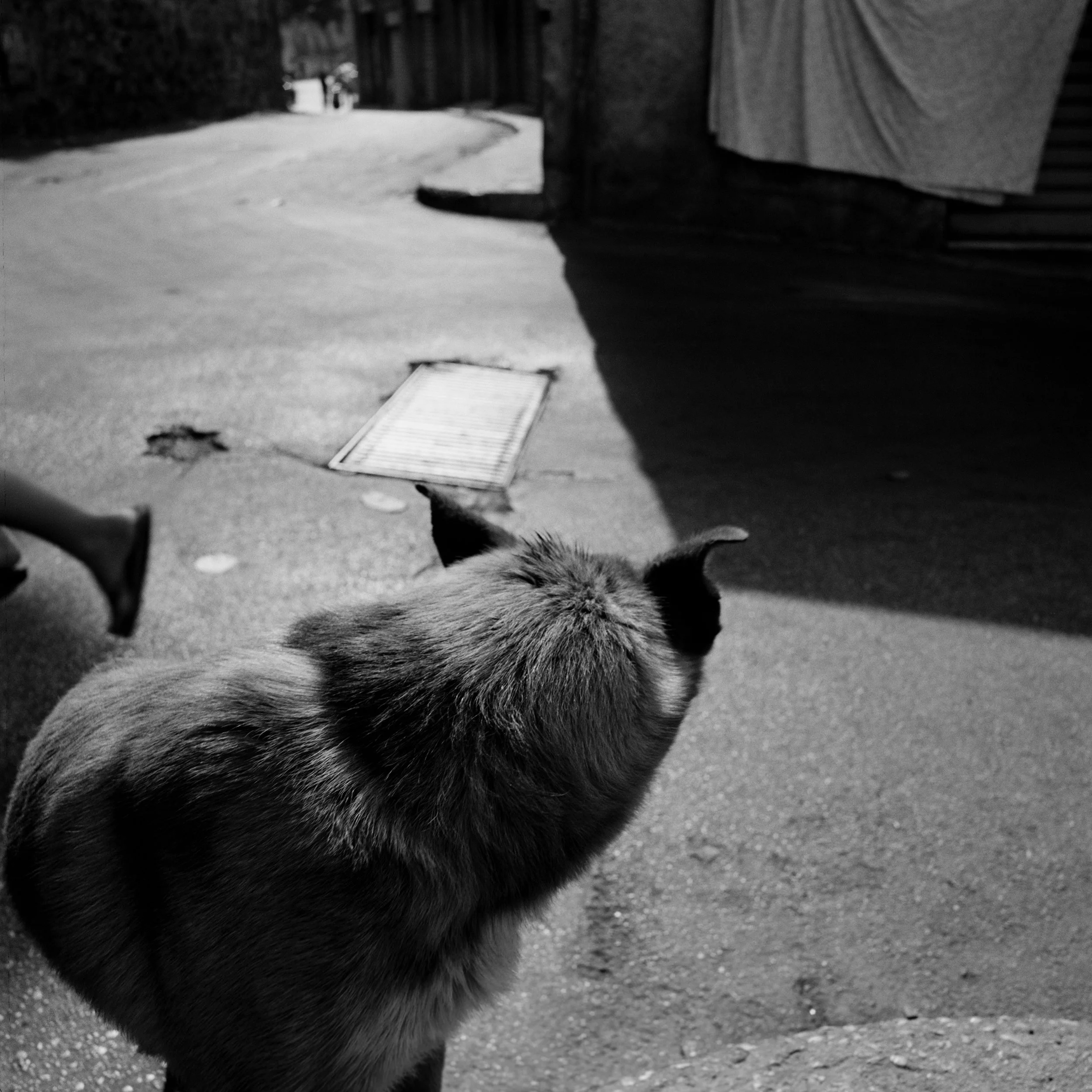  A stray dog stares at an empty street in Danisinni district. Palermo July 2009 
