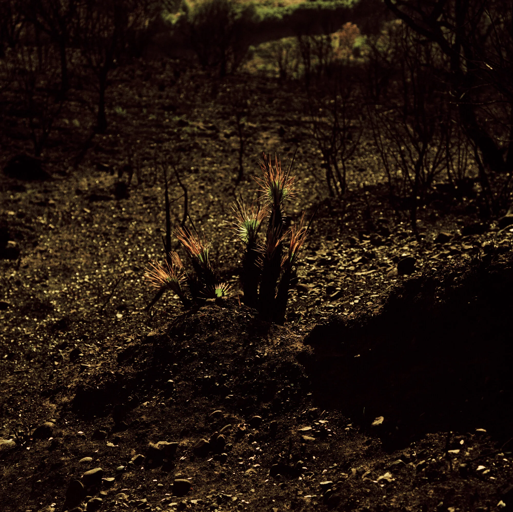 027_Untitled60x.jpg