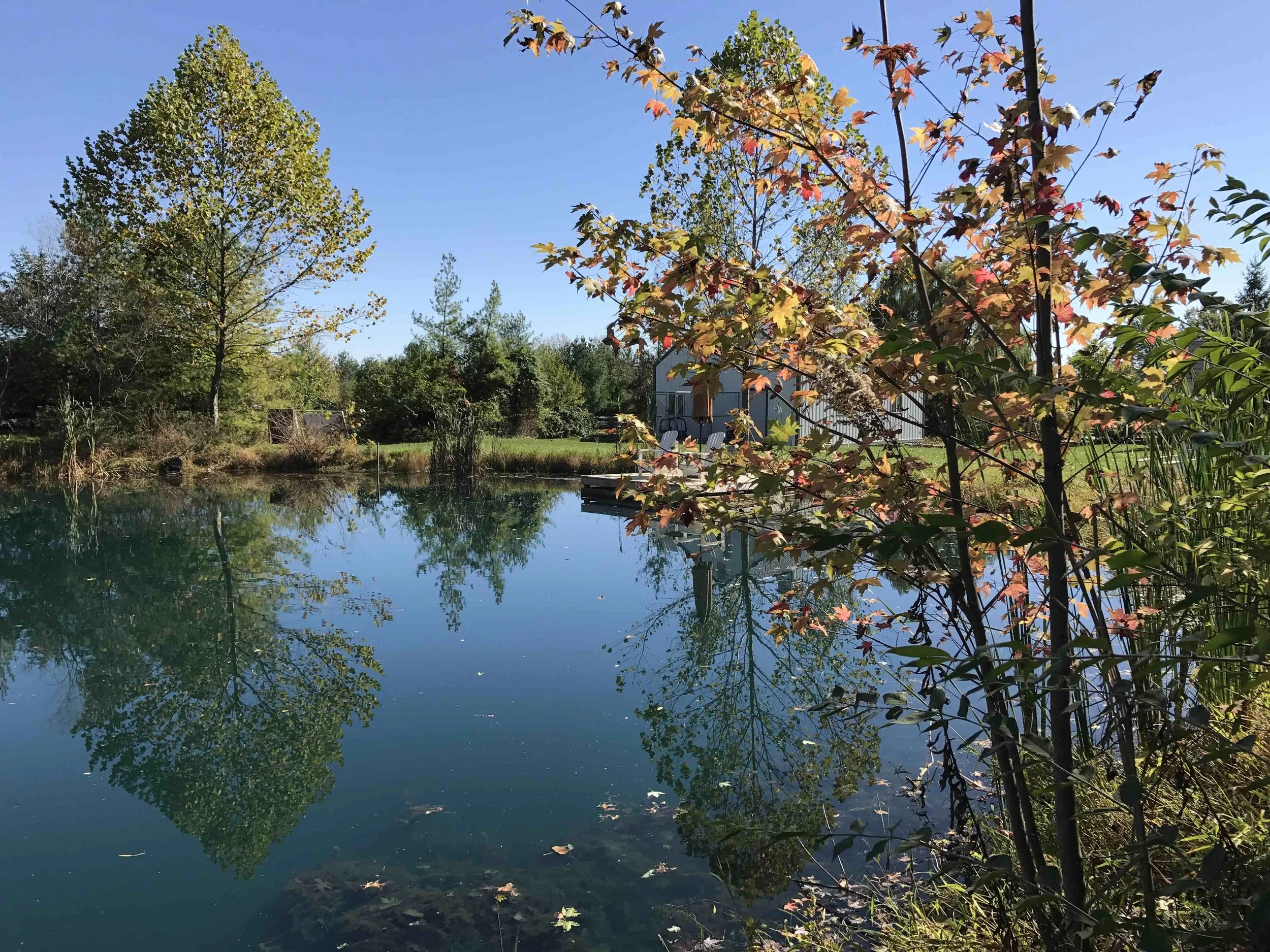 Backyard pond.jpg