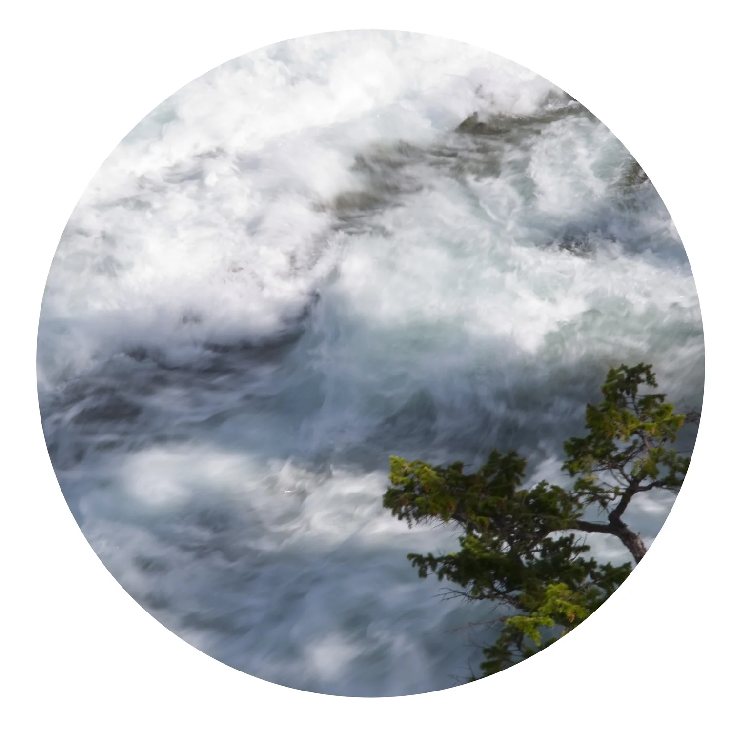 banff-water-tree-.jpg