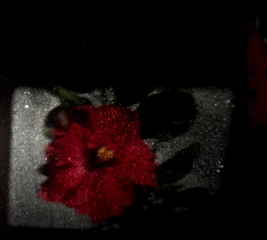 At Night the Hibiscus Blooms