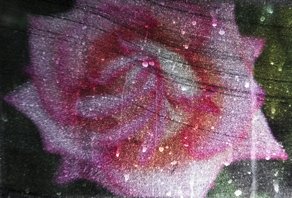 Severina's Roses .jpg
