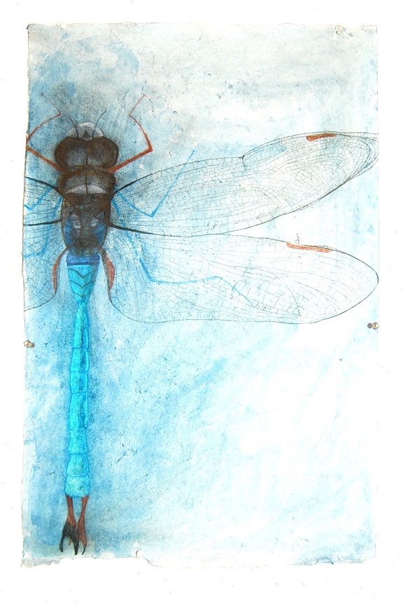 Dragonfly