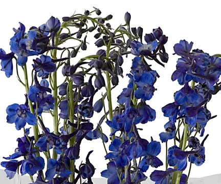 belladona-bloom-expert.jpg