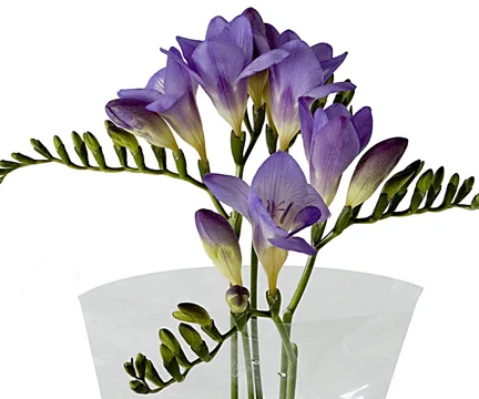 freesia