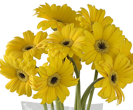  yellow gerbera daisies 