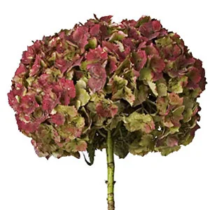 Hydrangea_antique-bloom-exp.jpg