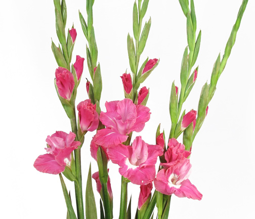  gladiolus pink 